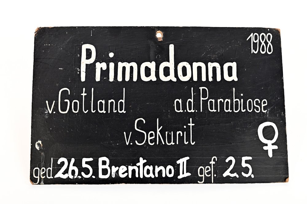 Stalltafel "Primadonna" (Stiftung Brandenburgisches Haupt- und Landgestüt CC BY-NC-SA)