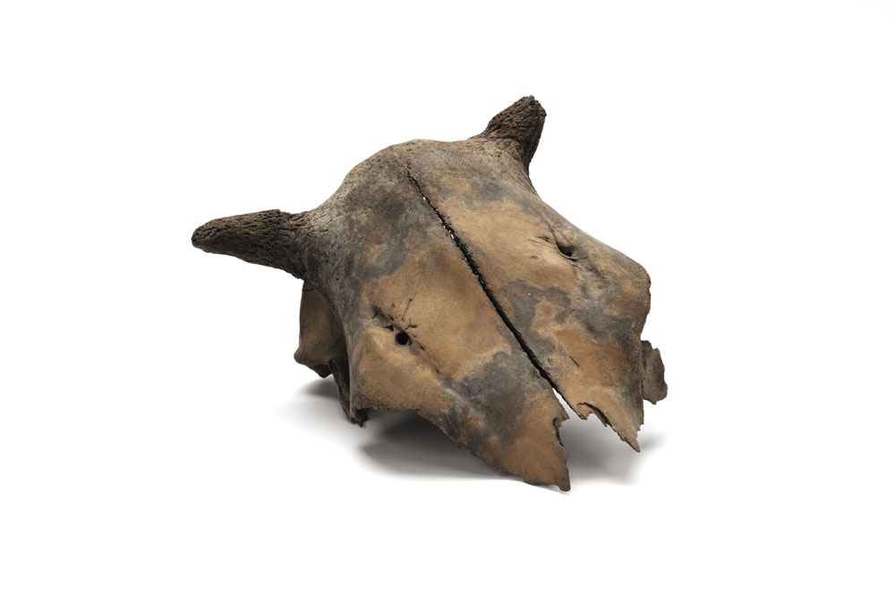 Schädel eines Moor- oder Torfrindes (Bos brachyceros) (Niederlausitz-Museum Luckau RR-F)