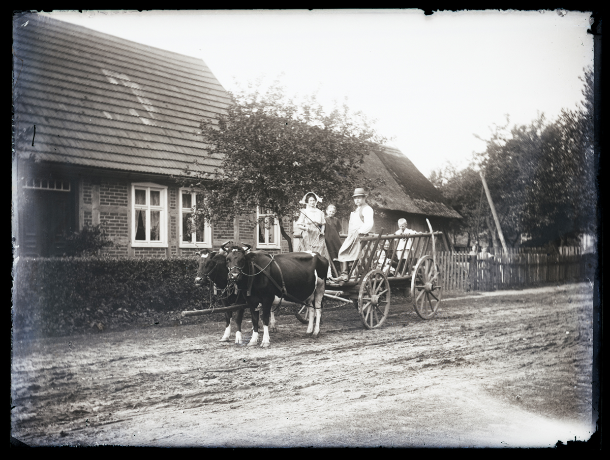 Rindergespann mit Leiterwagen in Schönfeld (Westprignitz) (DDR Geschichtsmuseum und Dokumentationszentrum Perleberg CC BY-NC-SA)