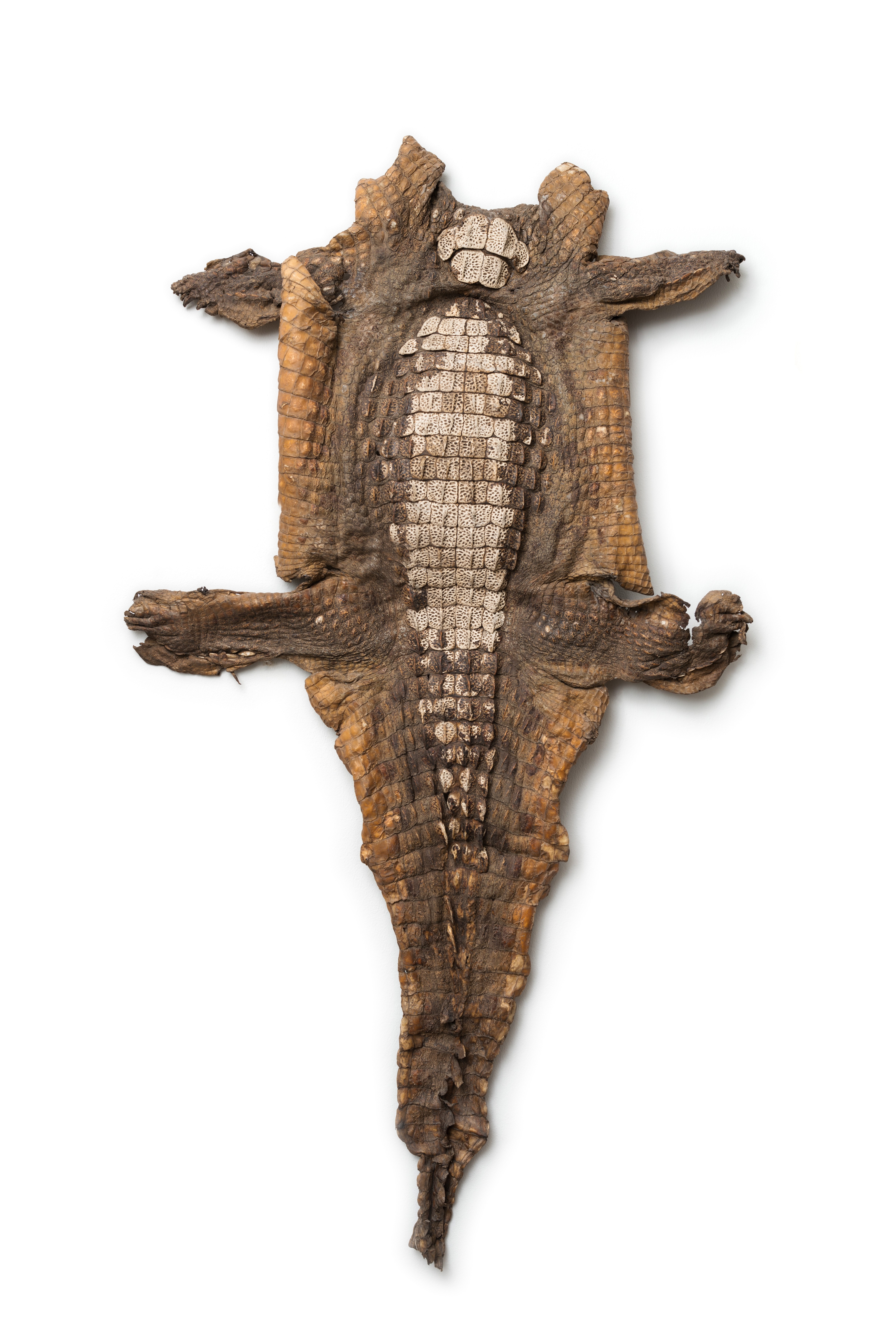 Nilkrokodil (Crocodylus niloticus) (Wegemuseum Wusterhausen CC BY-NC-SA)