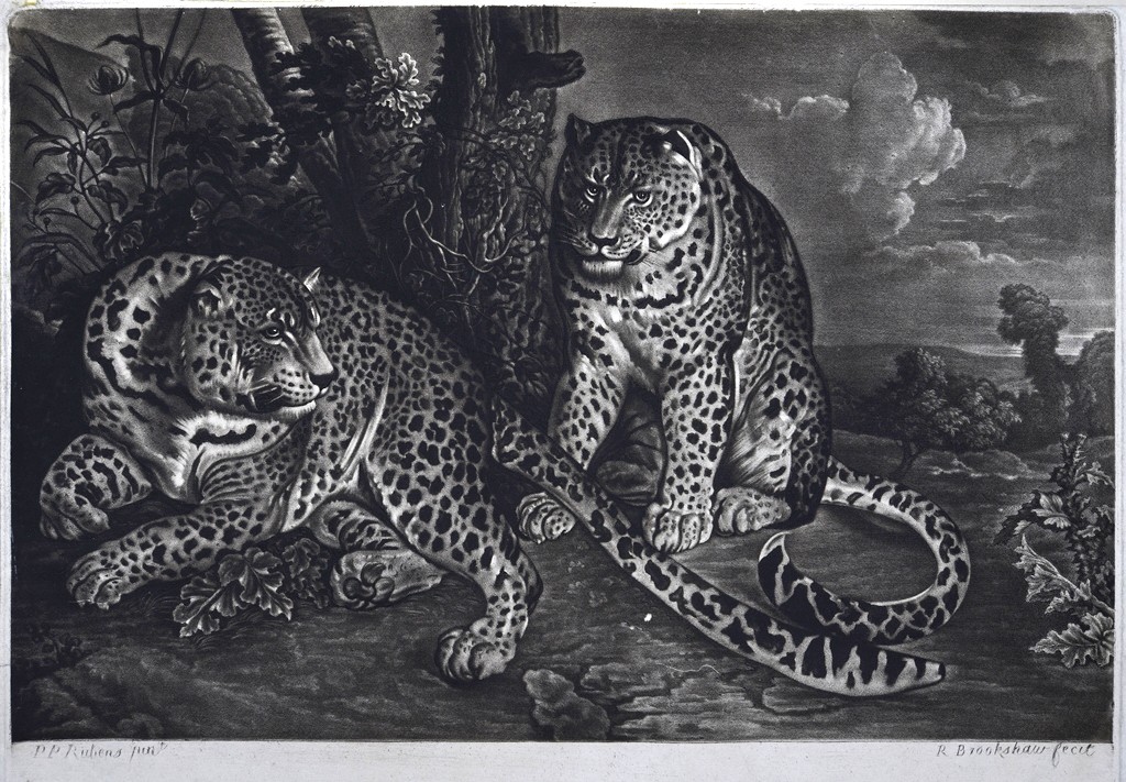 Zwei Leoparden (Stiftung Wredowsche Zeichenschule Brandenburg/Havel CC BY-NC-SA)