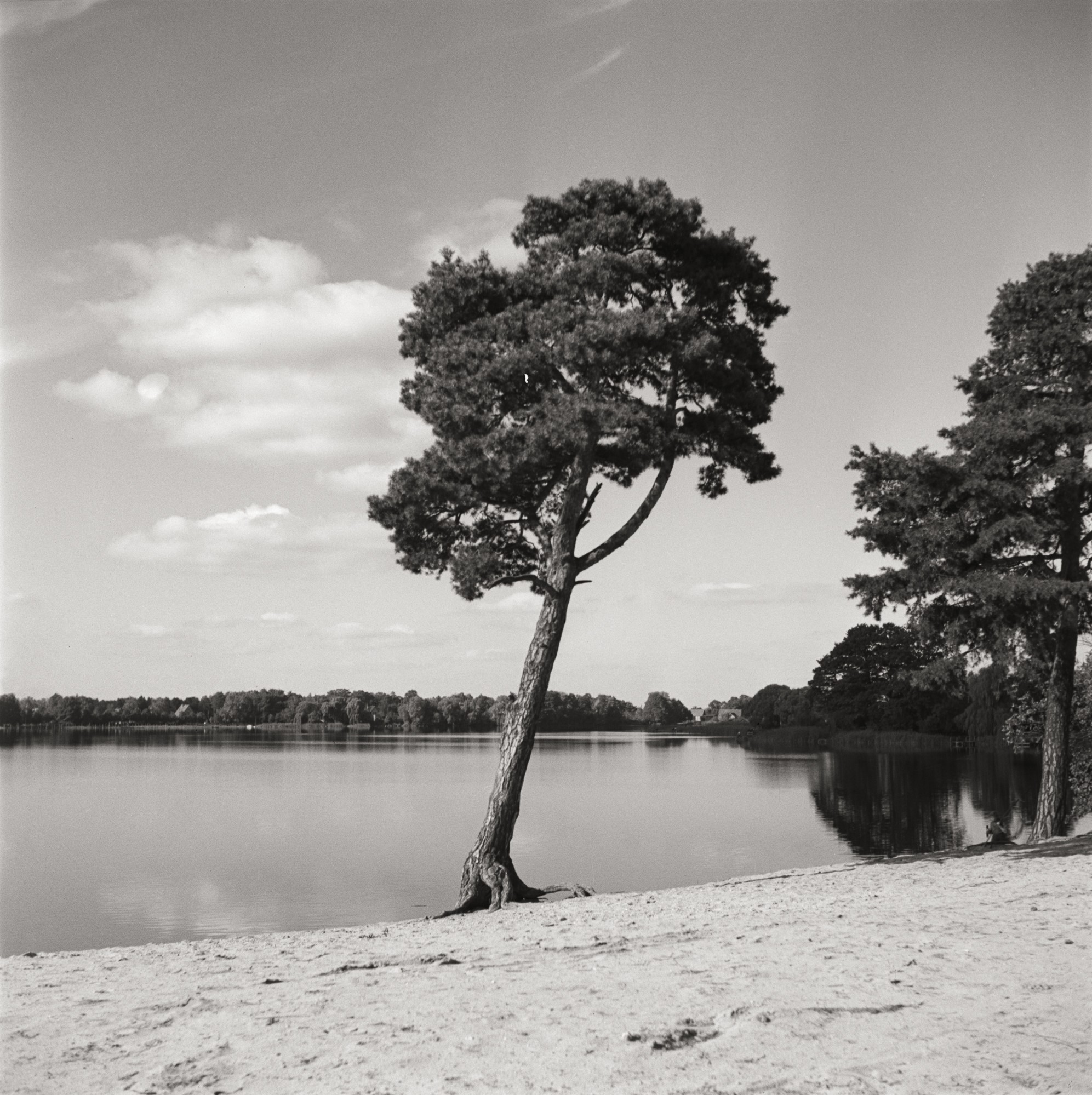 Fotografie eines Baumes am Freibad (Müllroser Heimatmuseum im Haus des Gastes CC BY-NC-SA)
