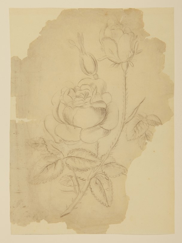 Rose mit zwei Knospen (Stiftung Fürst-Pückler-Museum Park und Schloss Branitz Public Domain Mark)