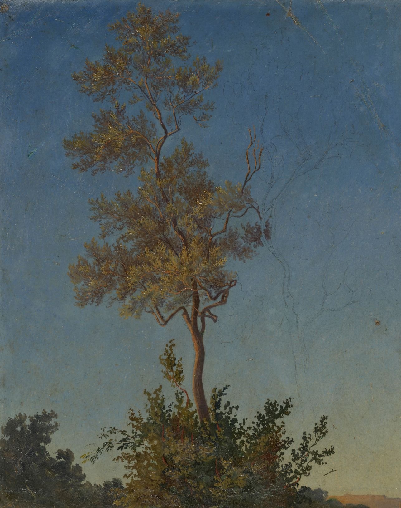 Baum mit Gebüsch (Tamariske) (Stiftung Fürst-Pückler-Museum Park und Schloss Branitz CC BY-NC-SA)