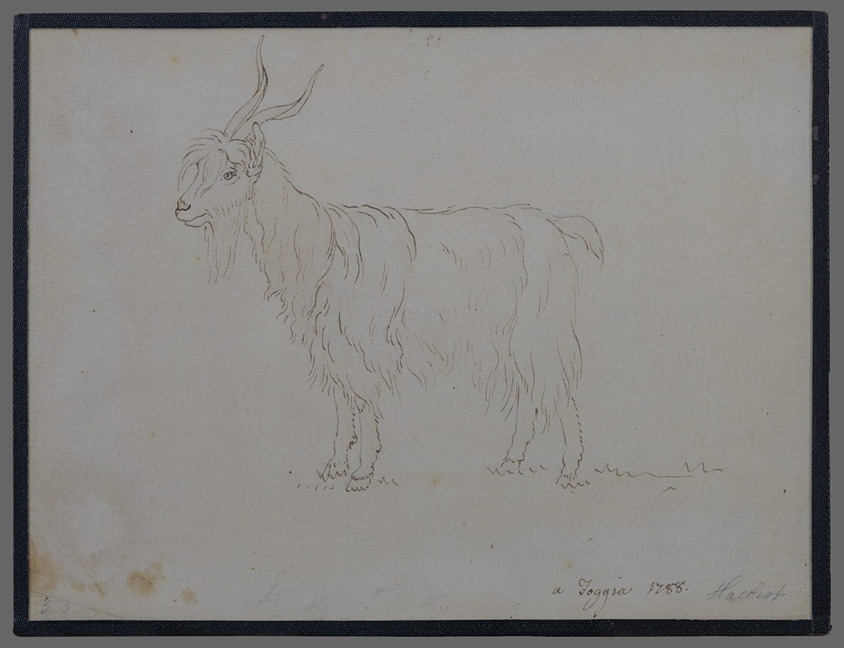 Hackert, Jakob Philipp: stehende Ziege, 1788 (Dominikanerkloster Prenzlau CC BY-NC)
