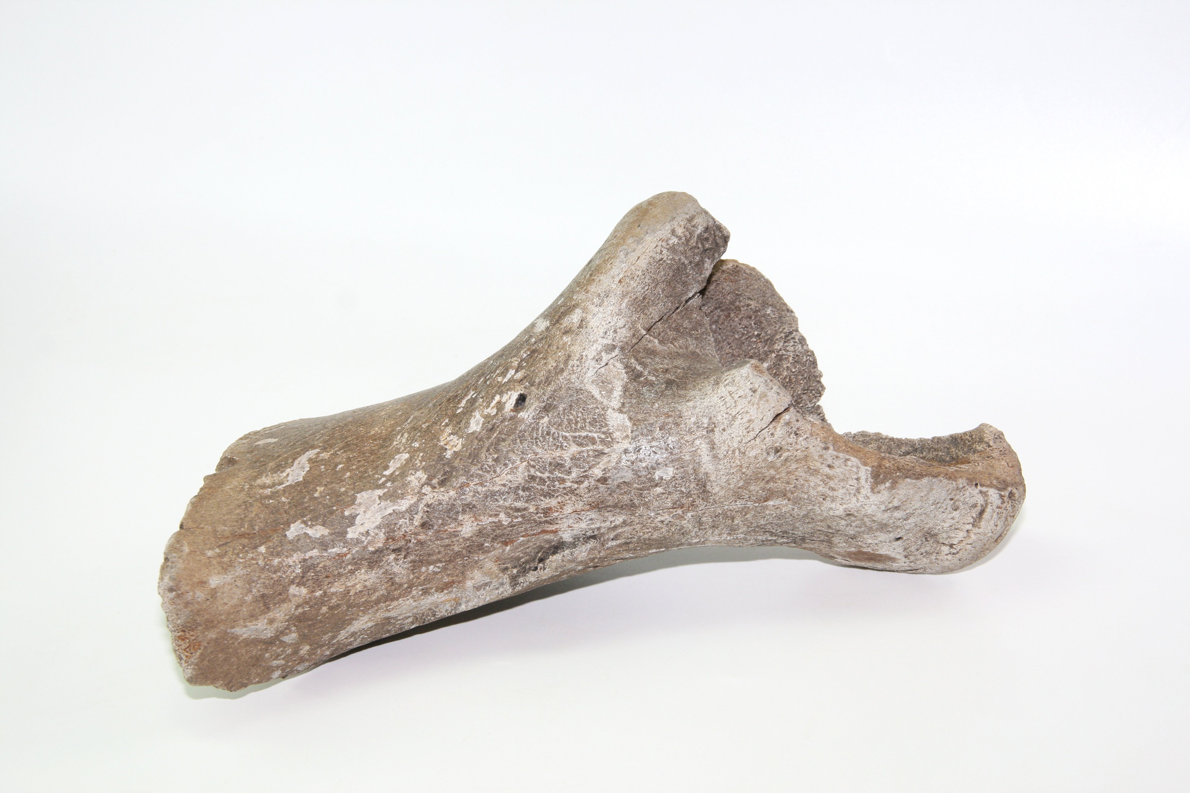 Teil eines Oberschenkelknochens (Binnenschifffahrts-Museum Oderberg CC BY-NC-SA)