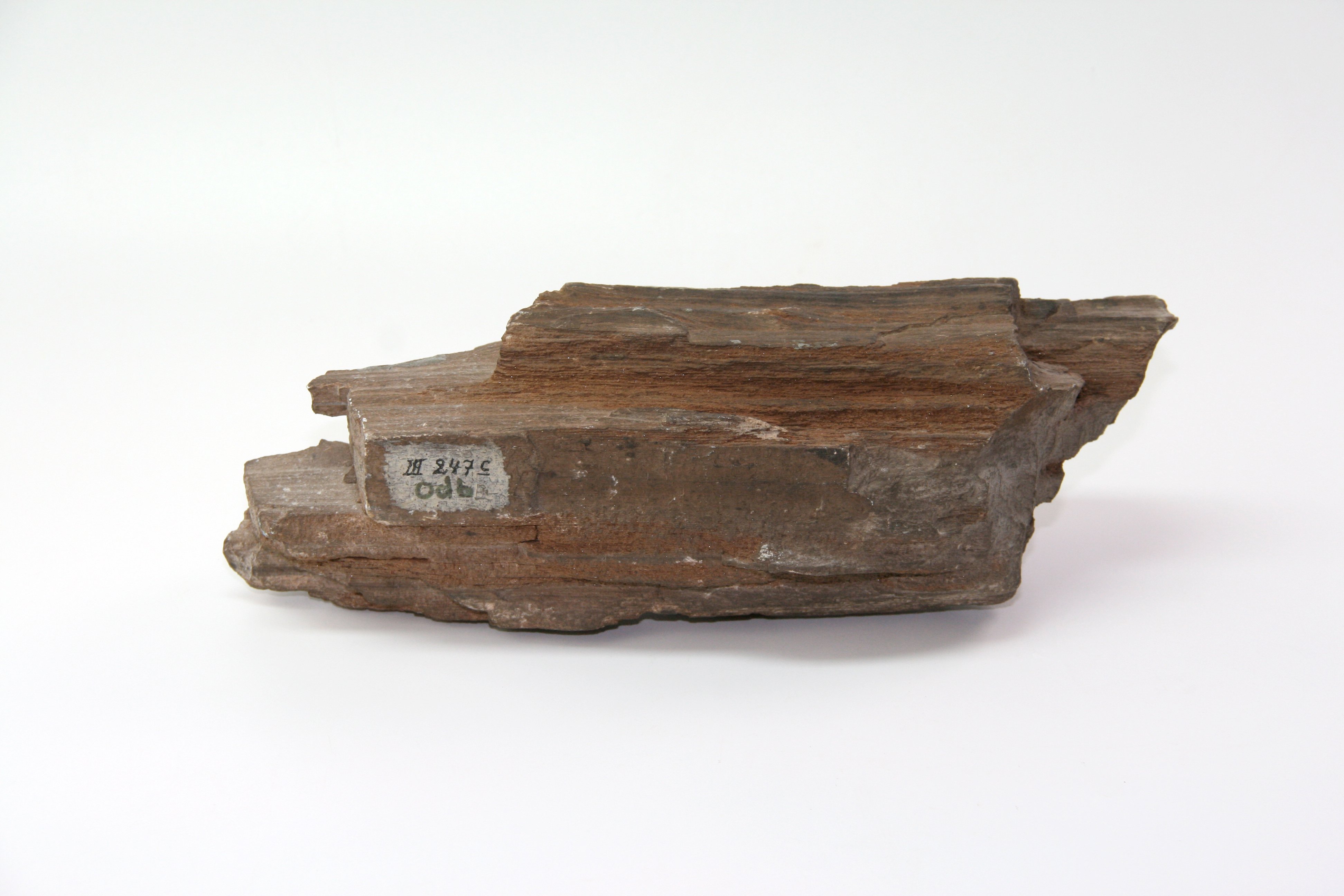 Verkieseltes Holz (Nadelbaum) (Binnenschifffahrts-Museum Oderberg CC BY-NC-SA)