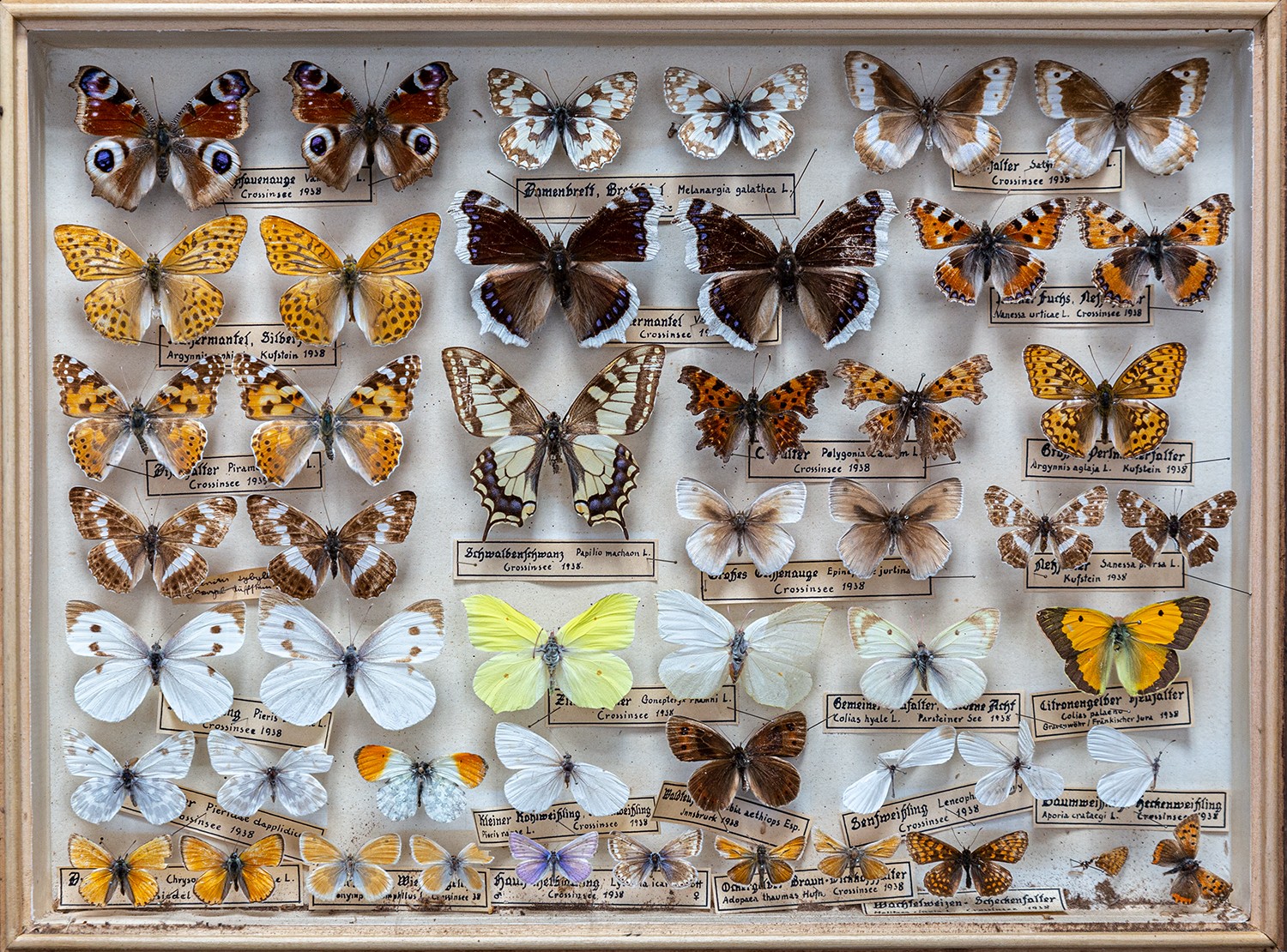 Schmetterlingskasten eines Potsdamer Lehrers (Schulmuseum Reckahn CC BY-NC-SA)
