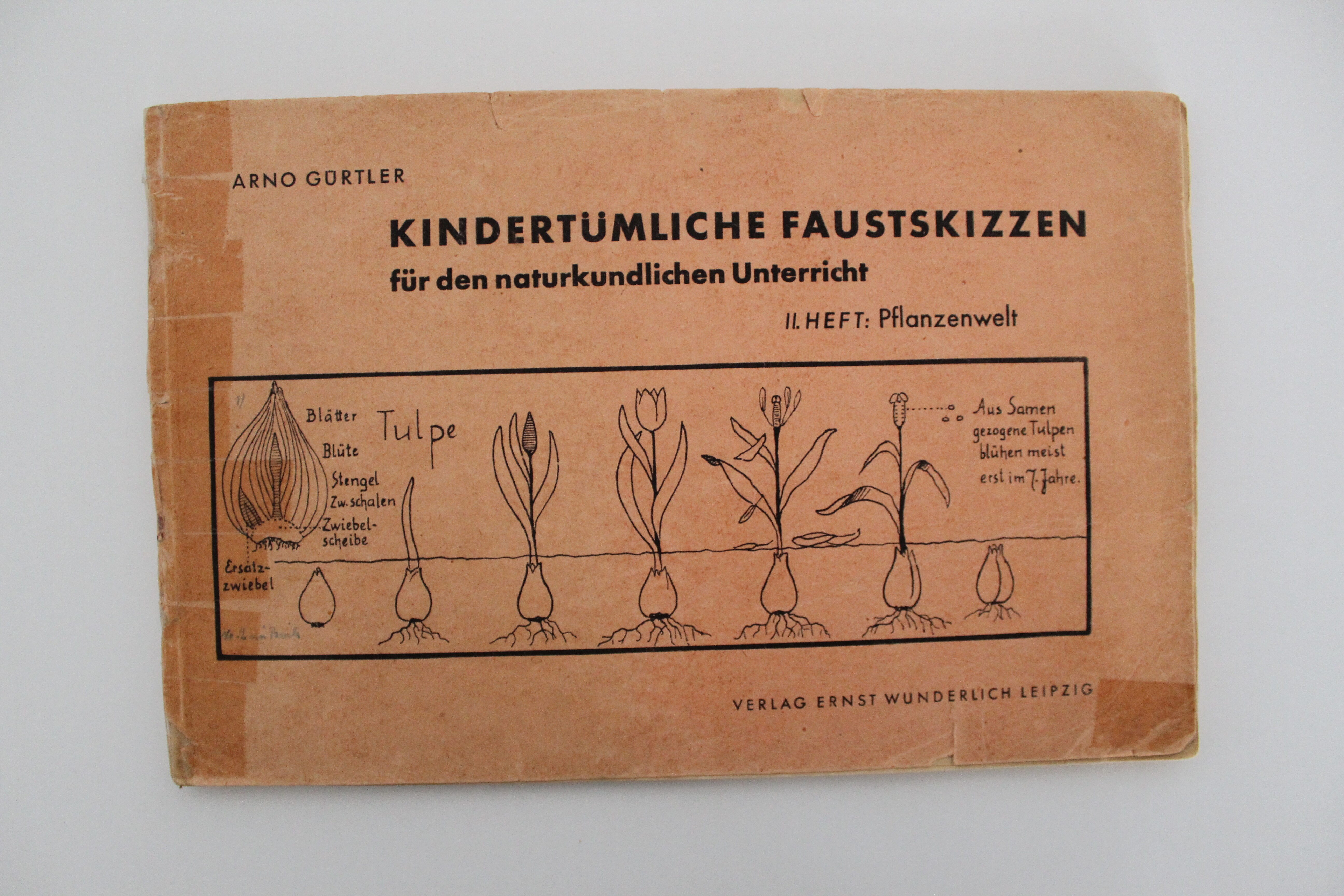 Arno Gürtler. Kindertümliche Faustskizzen für den naturkundlichen Unterricht. II. Heft: Pflanzenwelt (Reckahner Museen CC BY-NC-SA)