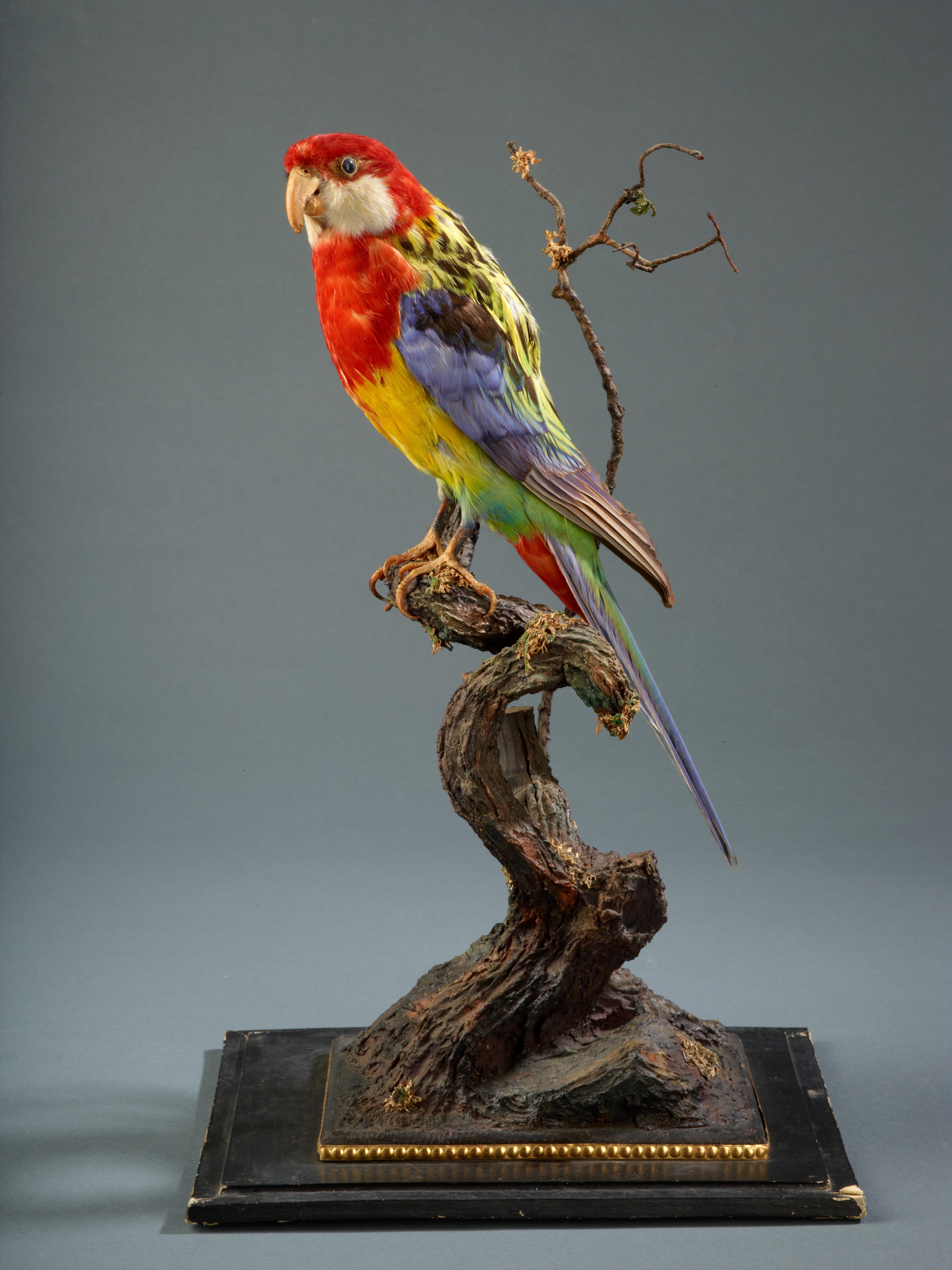 Präparierter Papagei auf Ast sitzend, XVIII (6) 5. (Stiftung Preußische Schlösser und Gärten Berlin-Brandenburg CC BY-NC-SA)