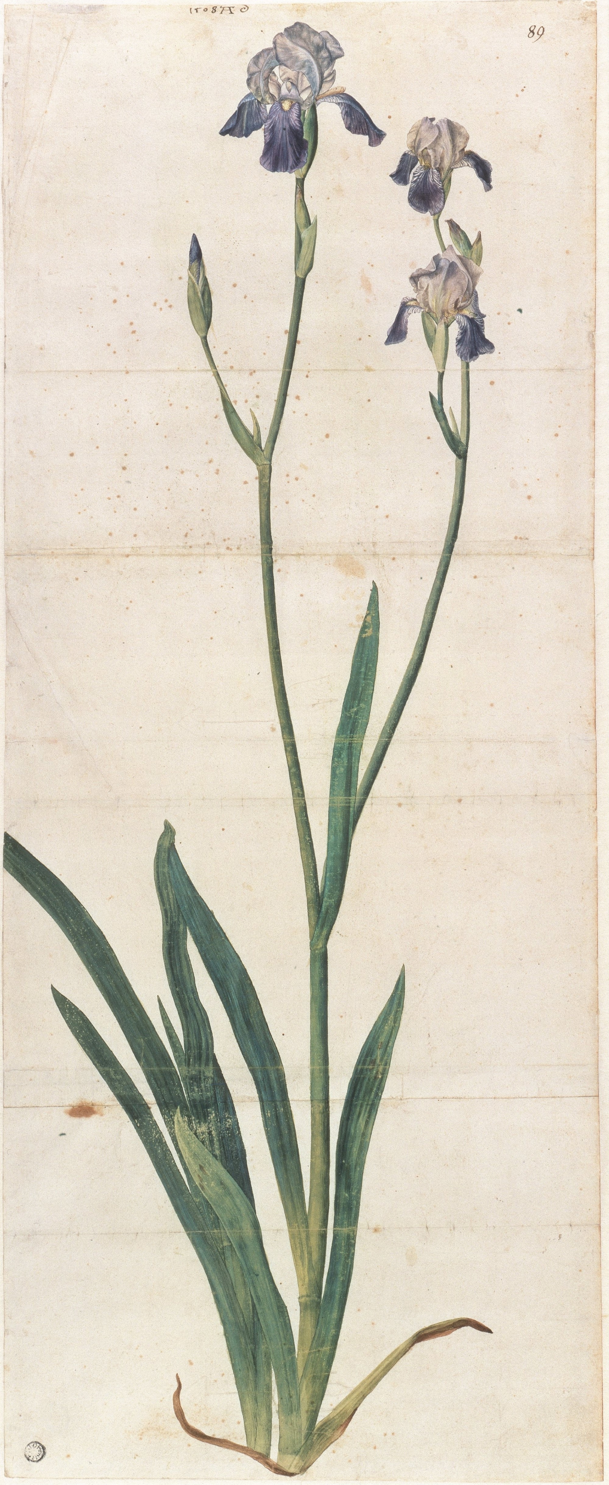 Blaublühende Schwertlilie – Iris (Kunsthalle Bremen - Der Kunstverein in Bremen CC BY-NC-SA)