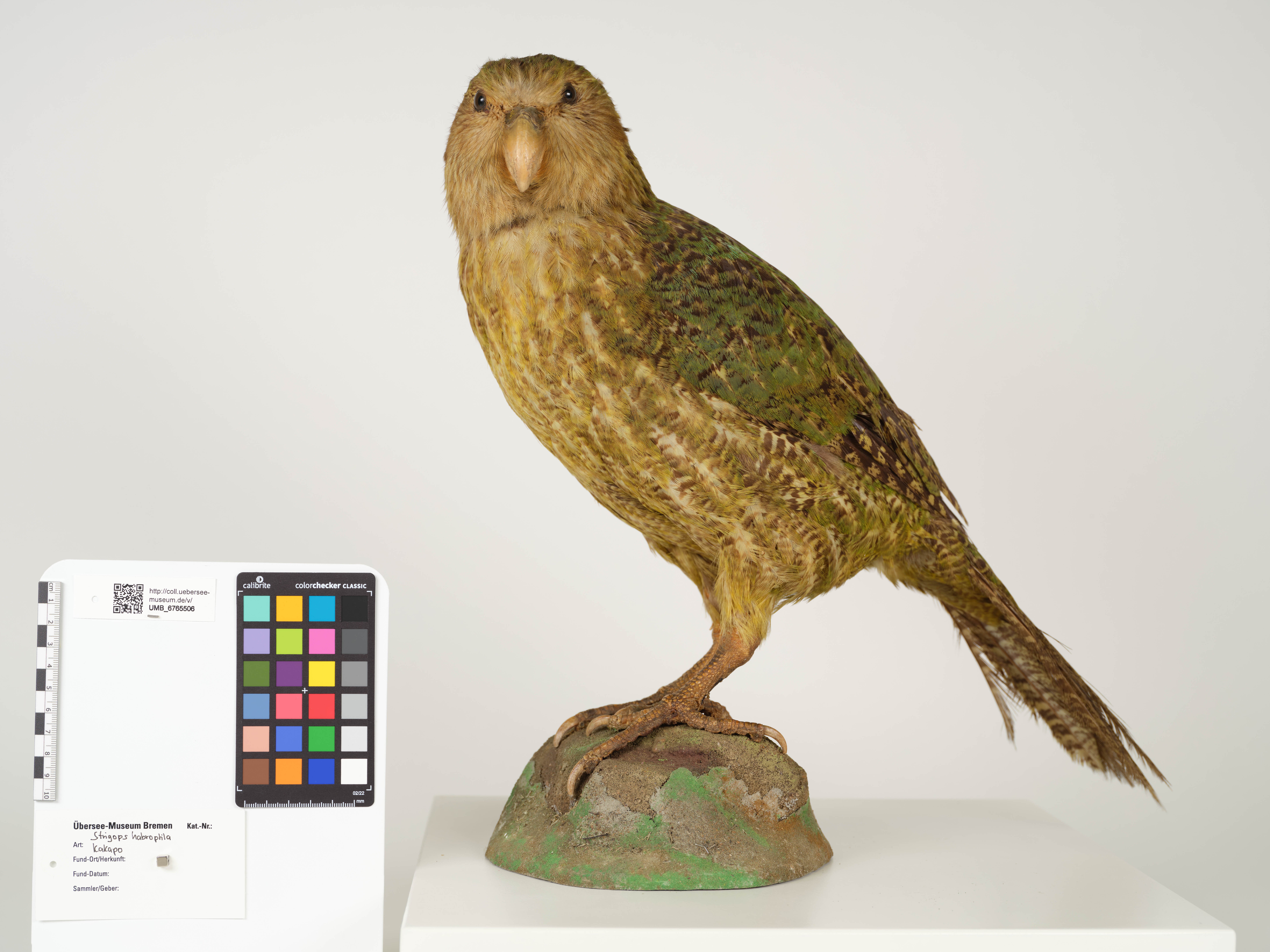 UMB_6765506 | Strigops habroptila, Kakapo | Balg (Übersee-Museum Bremen CC BY-NC-SA)