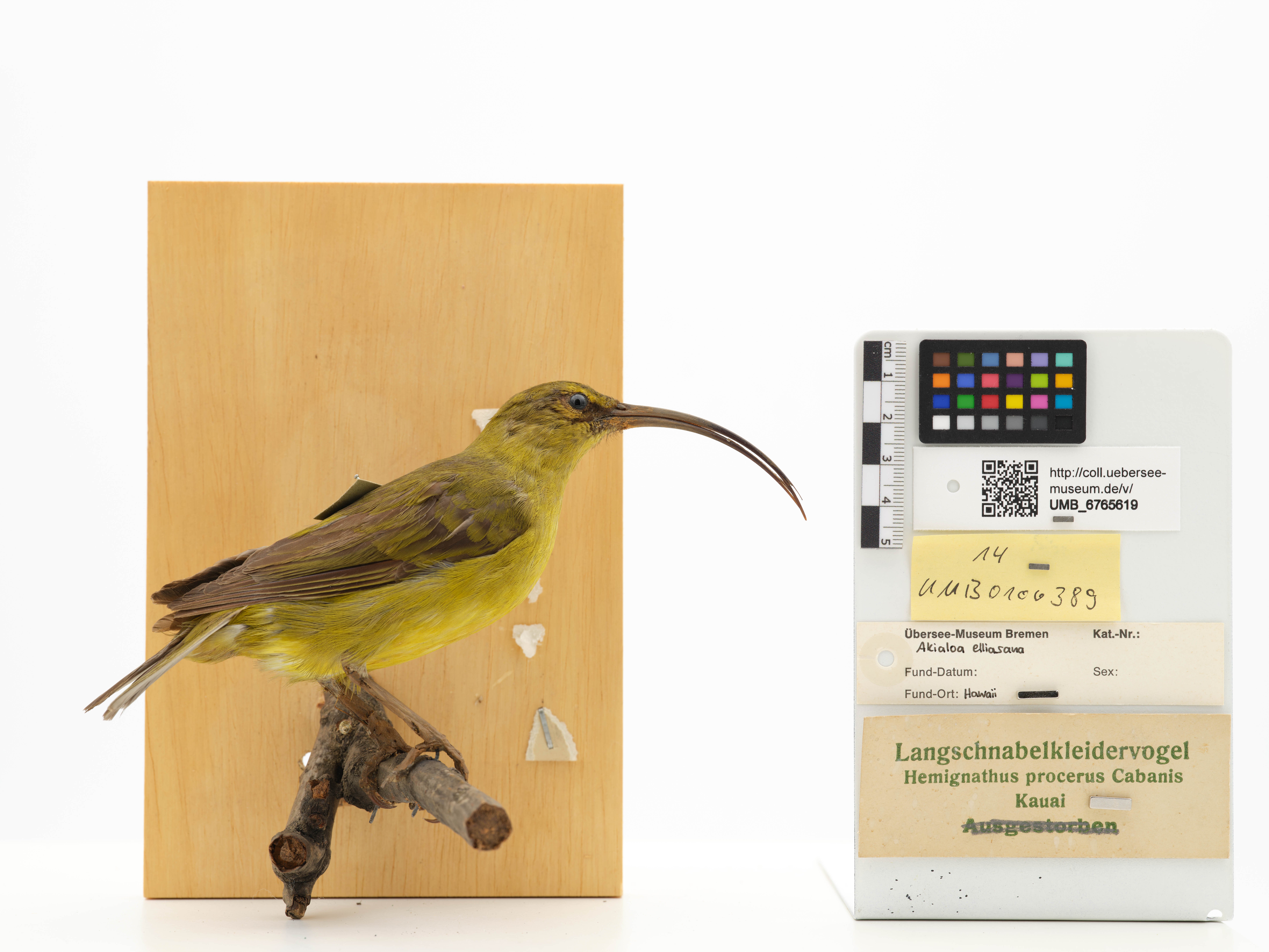 UMB_6765619 | Akialoa stejnegeri, Kauai-Akialoakleidervogel | Balg (Übersee-Museum Bremen CC BY-NC-SA)