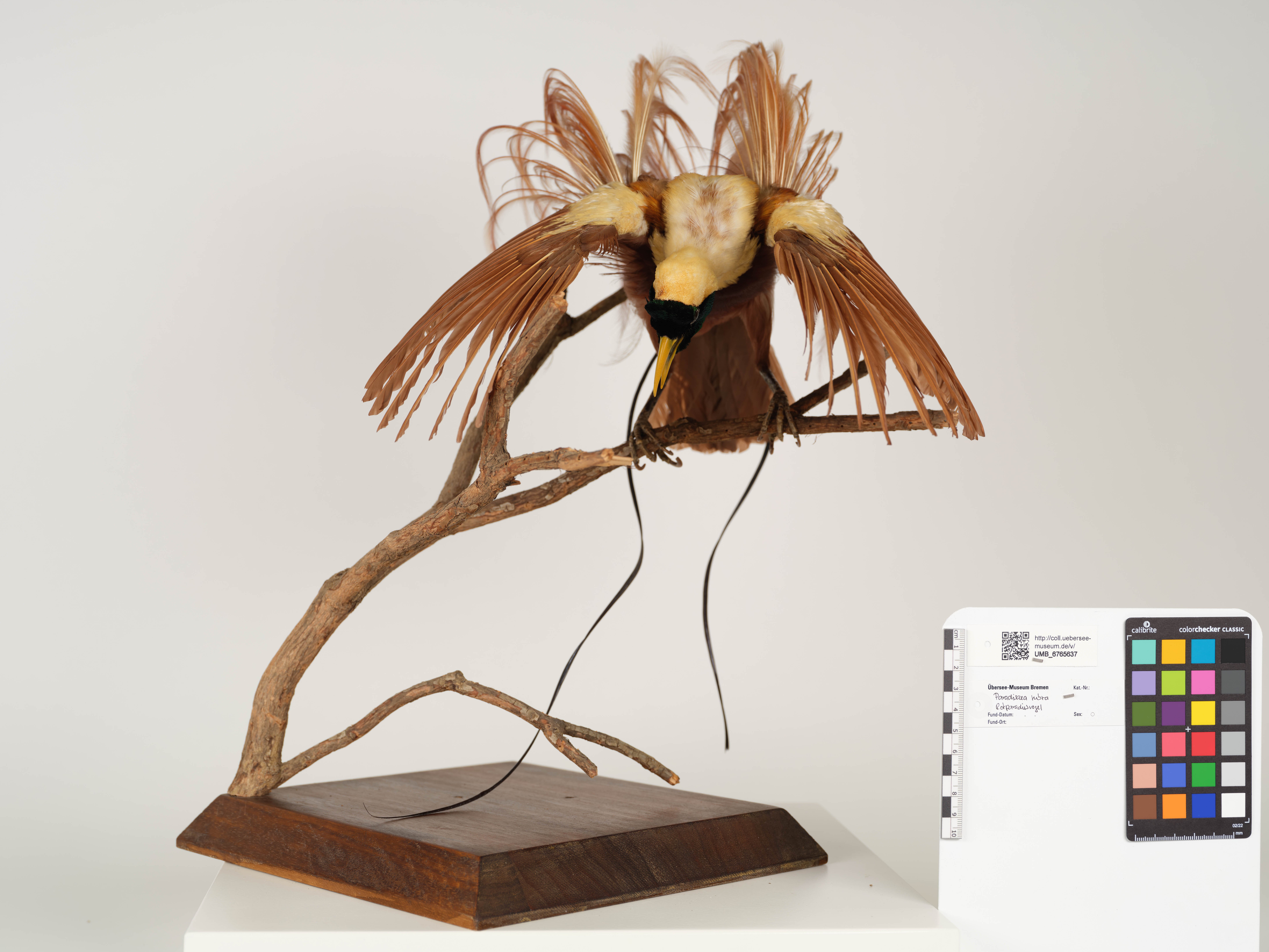 UMB_6765637 | Paradisaea rubra, Rotparadiesvogel | Balg (Übersee-Museum Bremen CC BY-NC-SA)