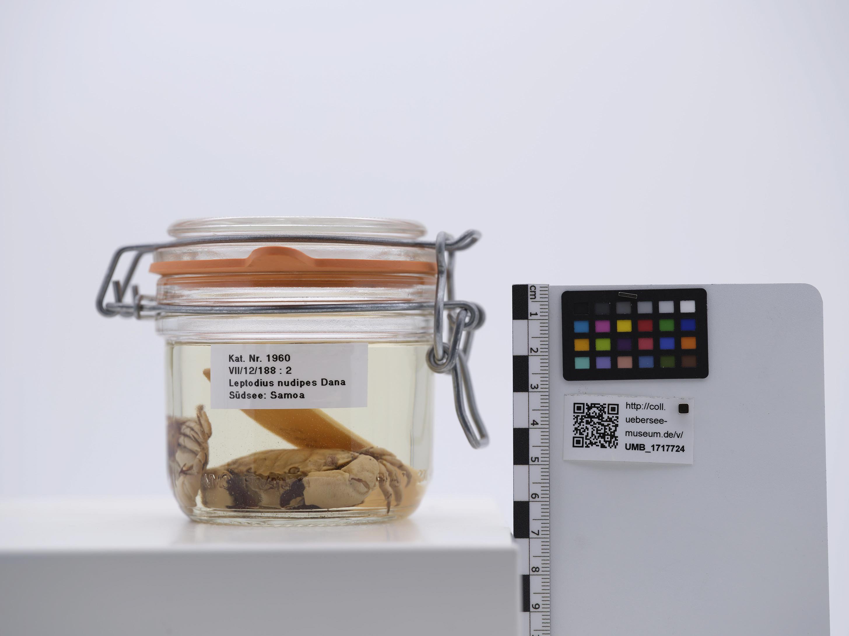 UMB_1717724 | Leptodius nudipes | ganzer Organismus (Übersee-Museum Bremen CC BY-NC-SA)