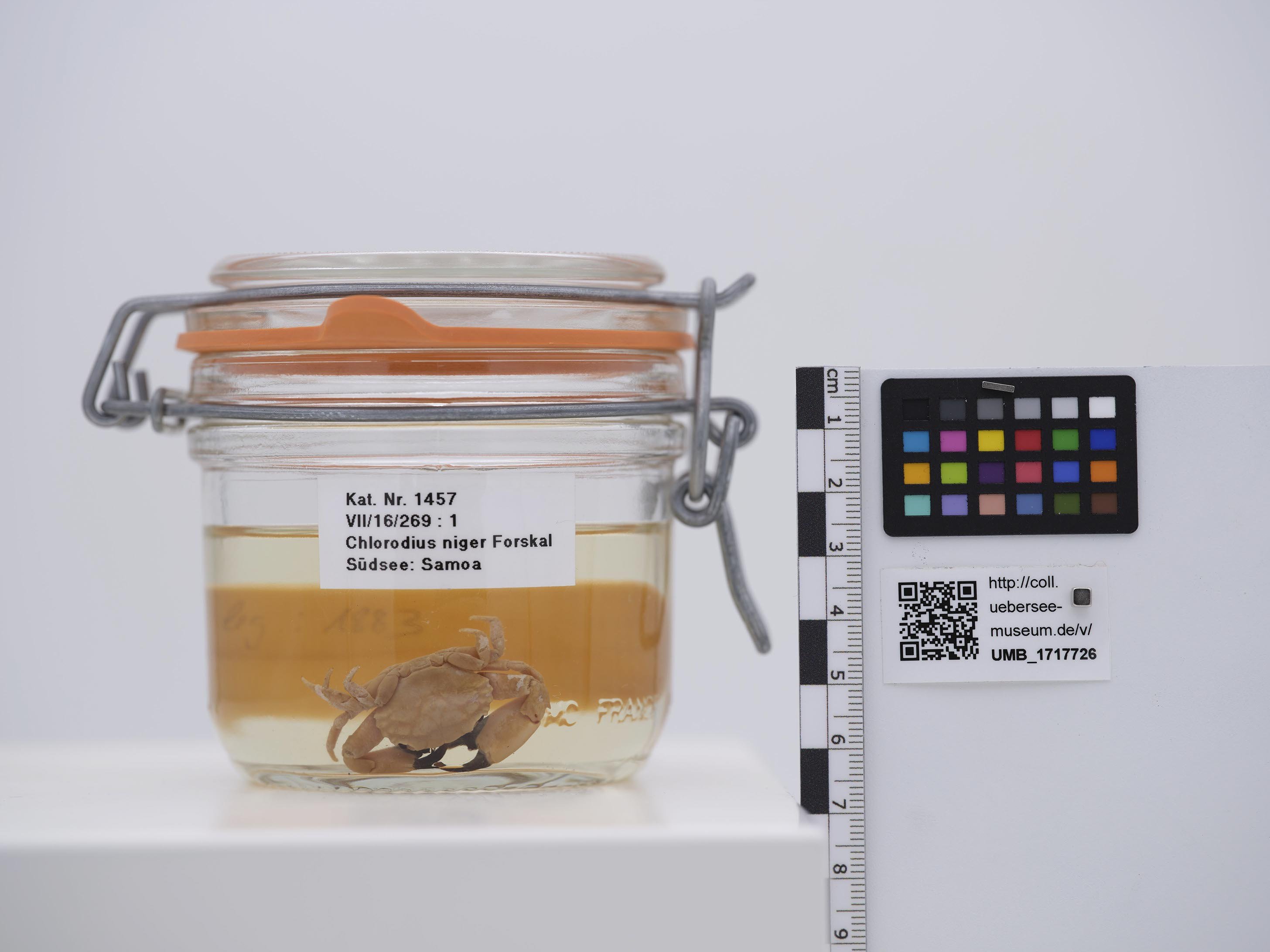 UMB_1717726 | Chlorodius niger | ganzer Organismus (Übersee-Museum Bremen CC BY-NC-SA)