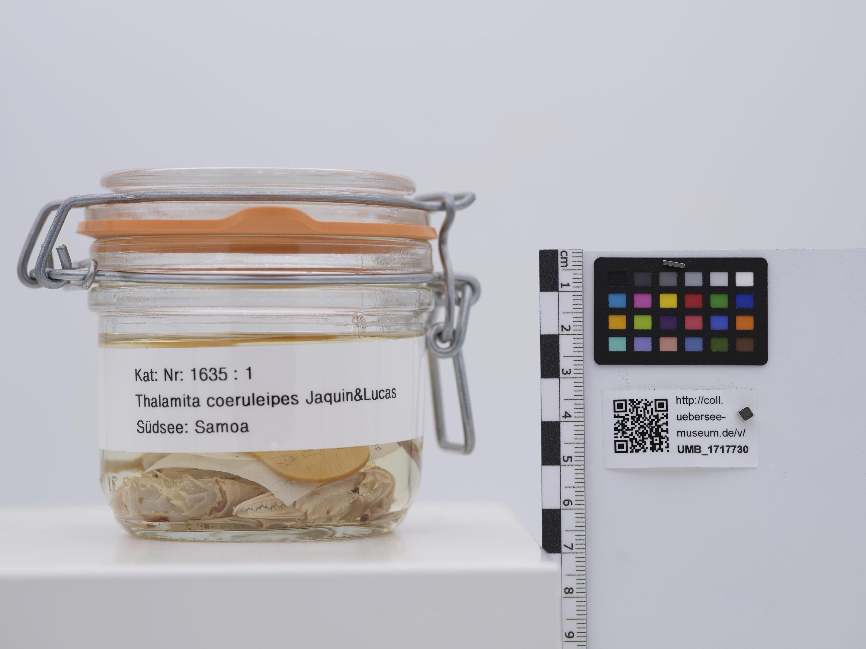 UMB_1717730 | Thalamita coeruleipes, Blaue Schwimmkrabbe | ganzer Organismus (Übersee-Museum Bremen CC BY-NC-SA)