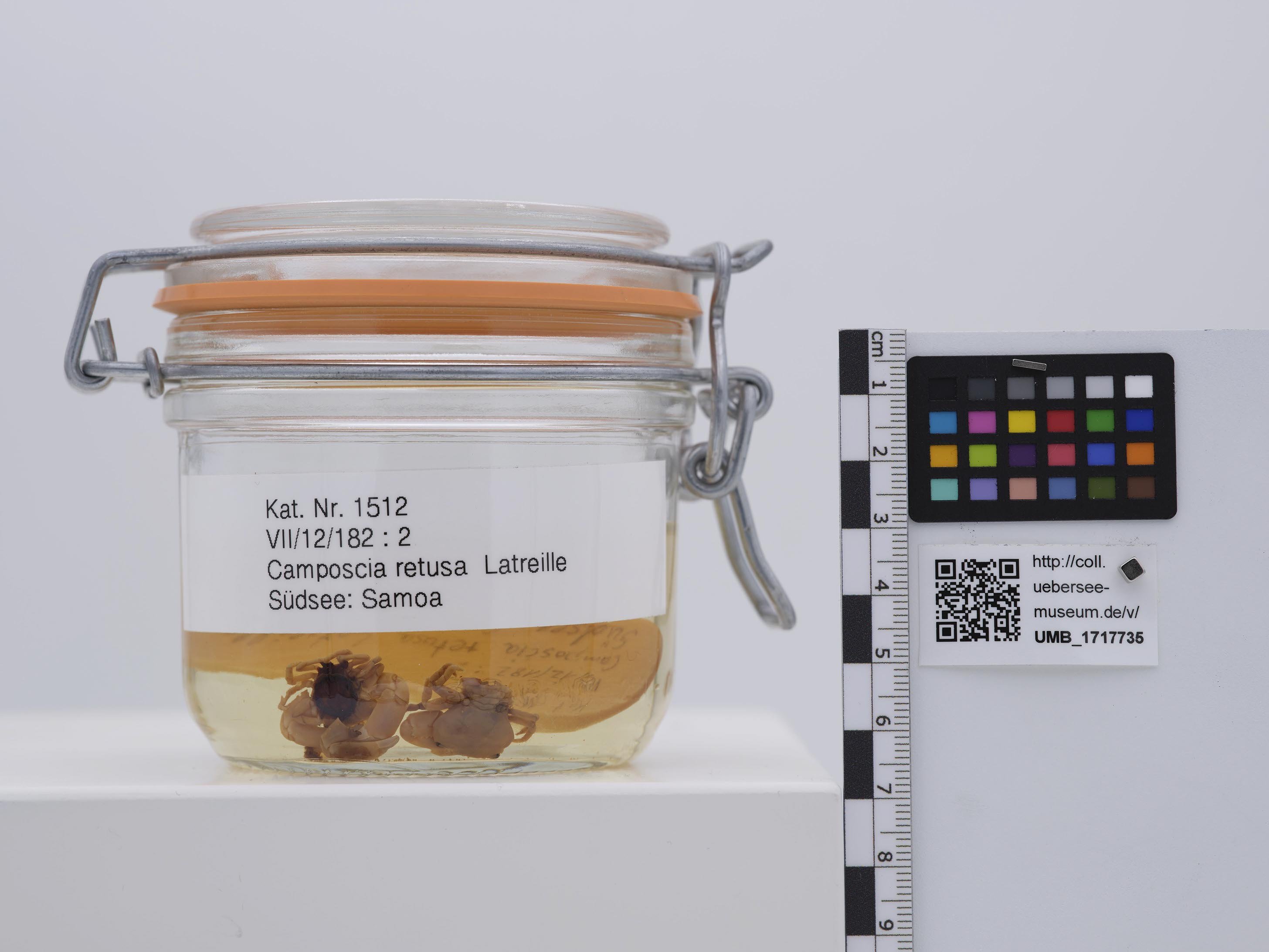 UMB_1717735 | Camposcia retusa, Dekorateurkrabbe | ganzer Organismus (Übersee-Museum Bremen CC BY-NC-SA)