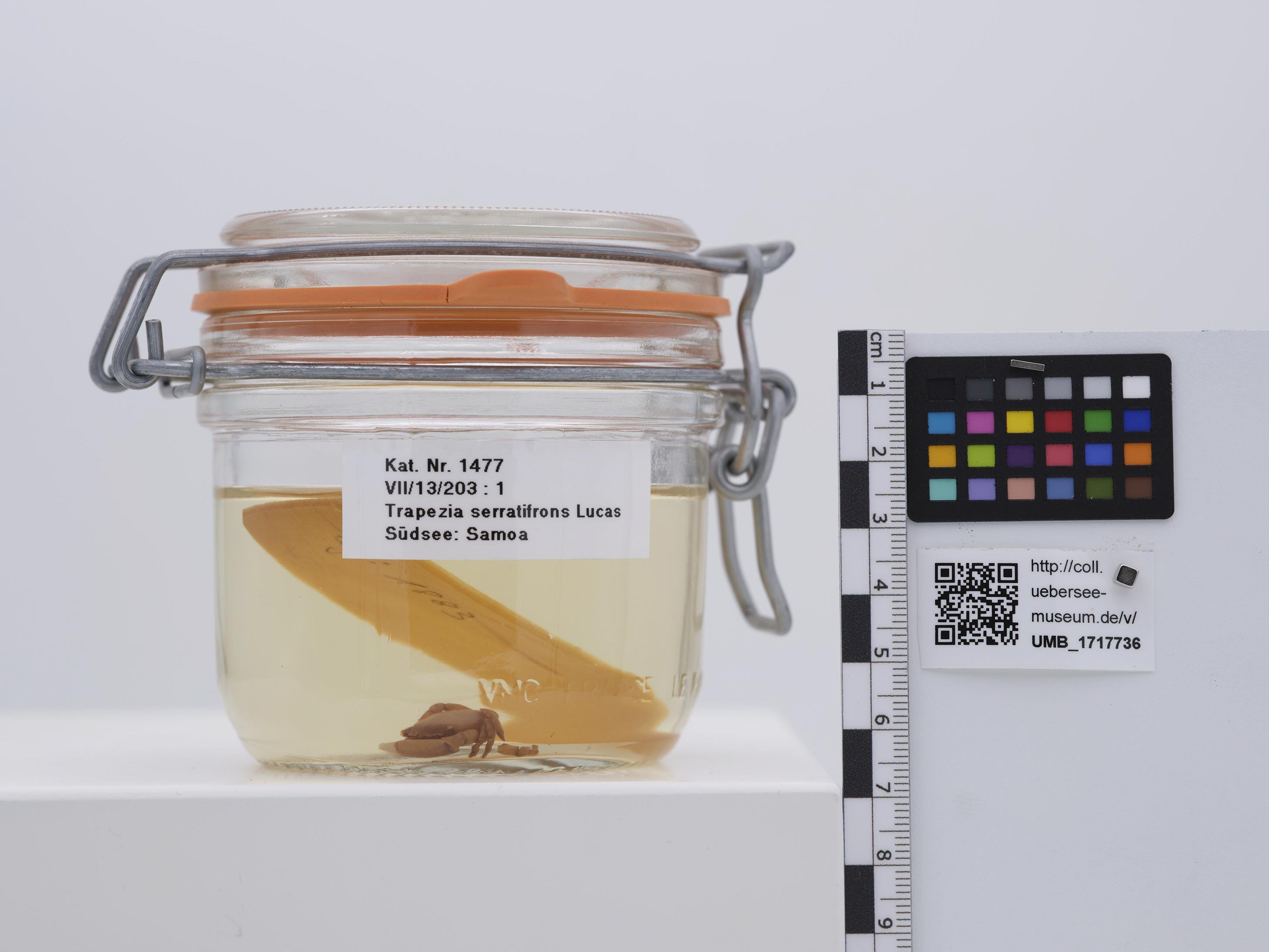 UMB_1717736 | Trapezia serratifrons | ganzer Organismus (Übersee-Museum Bremen CC BY-NC-SA)