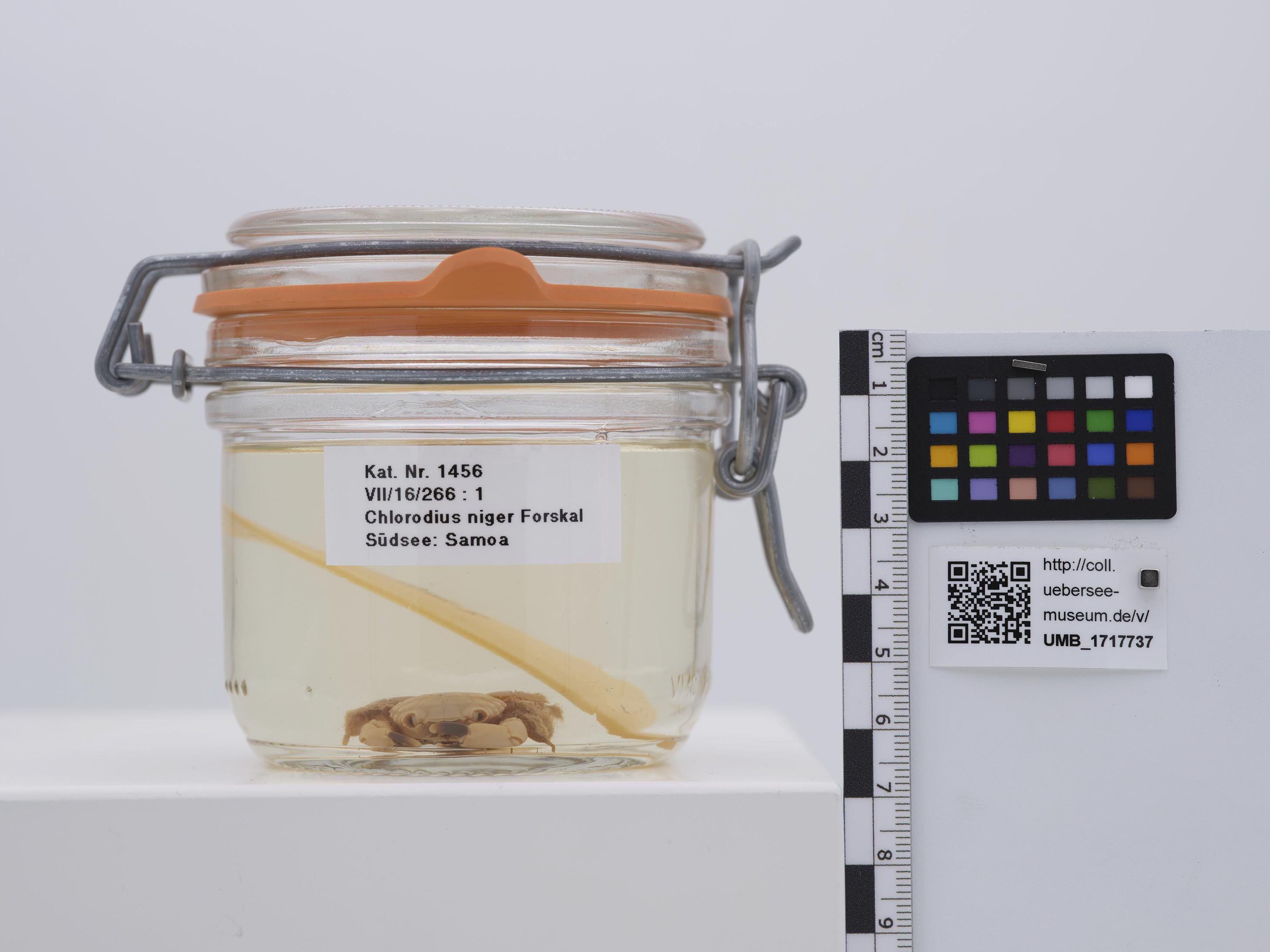 UMB_1717737 | Chlorodius niger | ganzer Organismus (Übersee-Museum Bremen CC BY-NC-SA)
