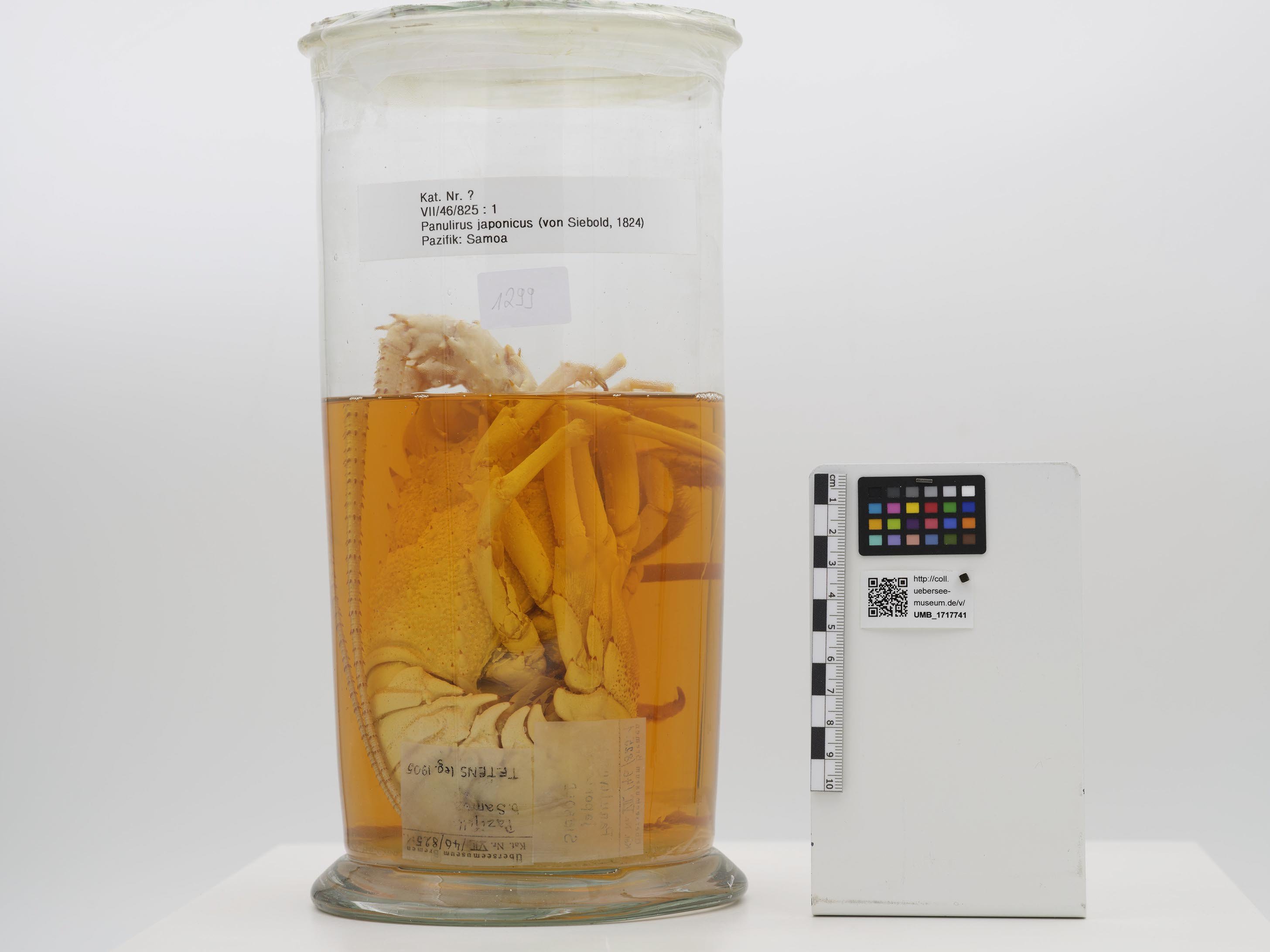 UMB_1717741 | Panulirus japonicus, Japanische Languste | ganzer Organismus (Übersee-Museum Bremen CC BY-NC-SA)