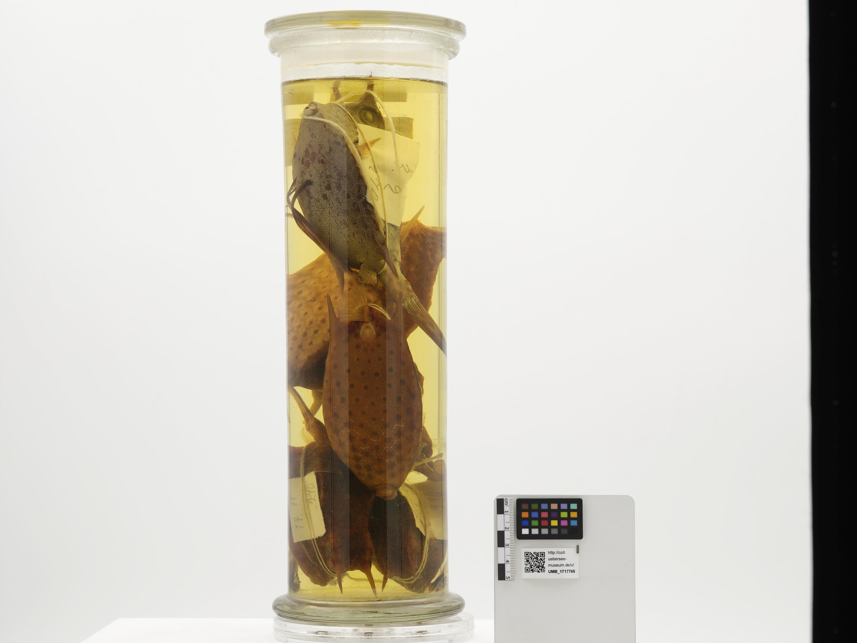 UMB_1717765 | Ostracion cornutus | ganzer Organismus (Übersee-Museum Bremen CC BY-NC-SA)