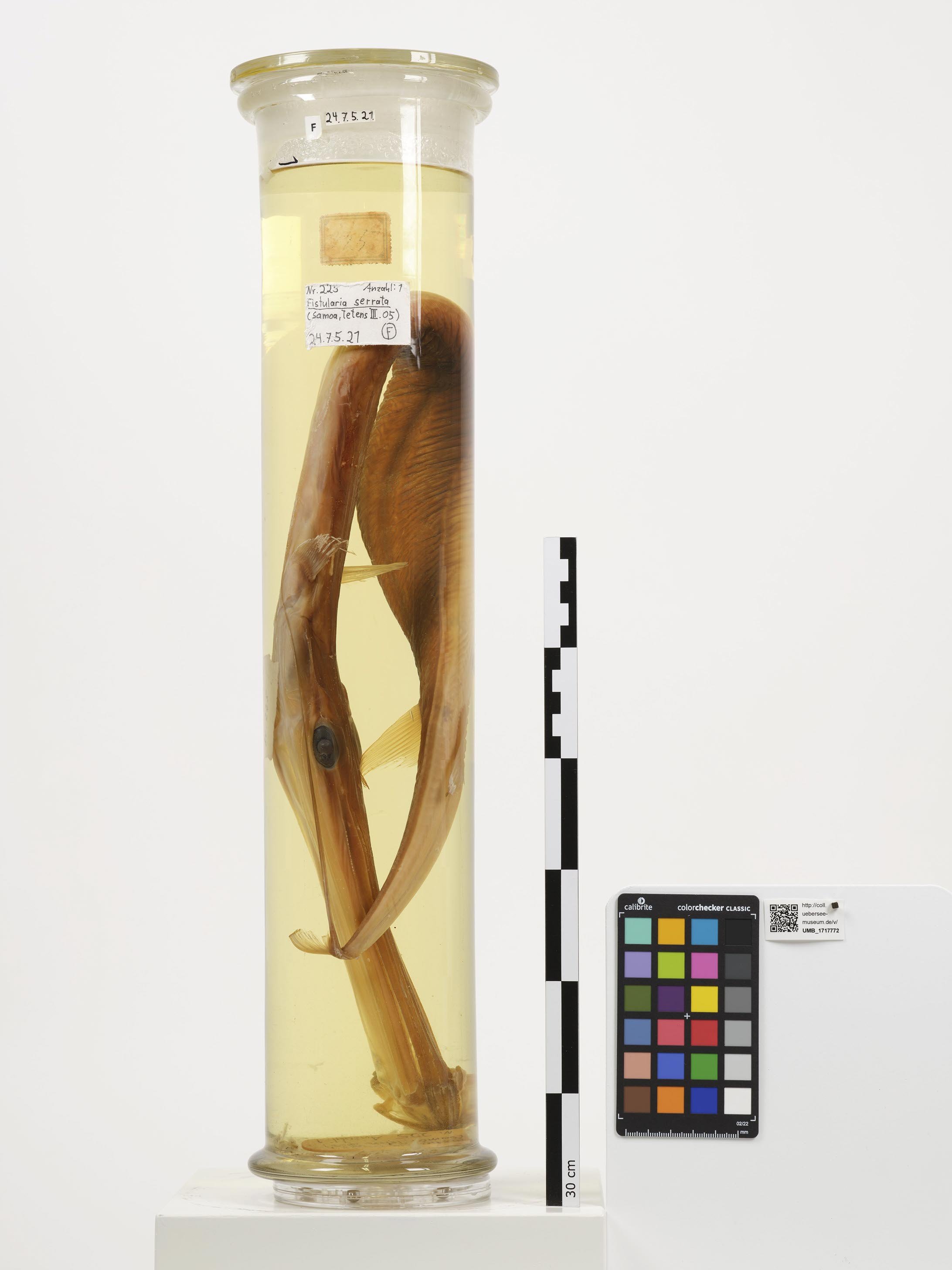 UMB_1717772 | Fistularia petimba | ganzer Organismus (Übersee-Museum Bremen CC BY-NC-SA)