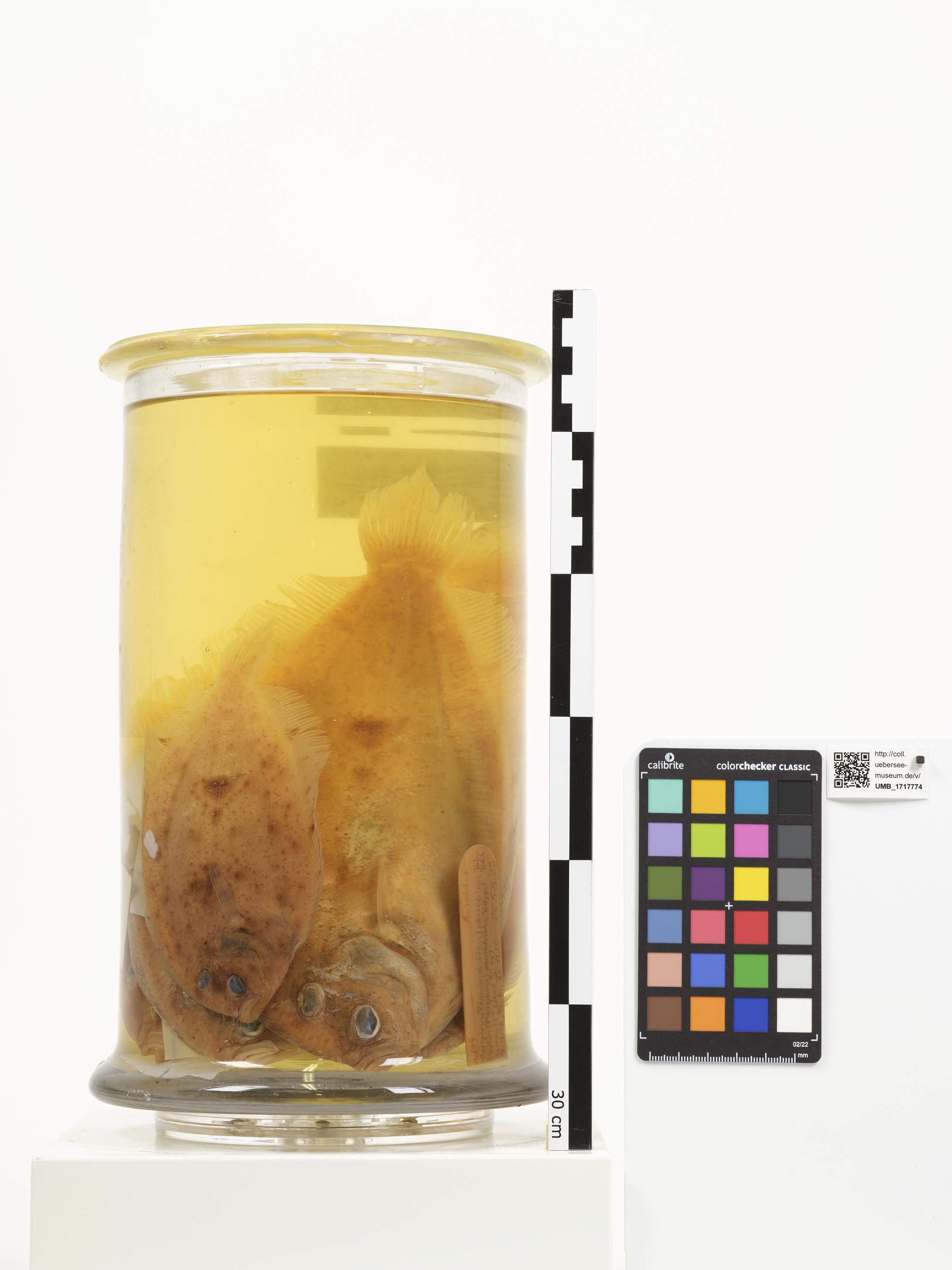 UMB_1717774 | Bothus pantherinus | ganzer Organismus (Übersee-Museum Bremen CC BY-NC-SA)