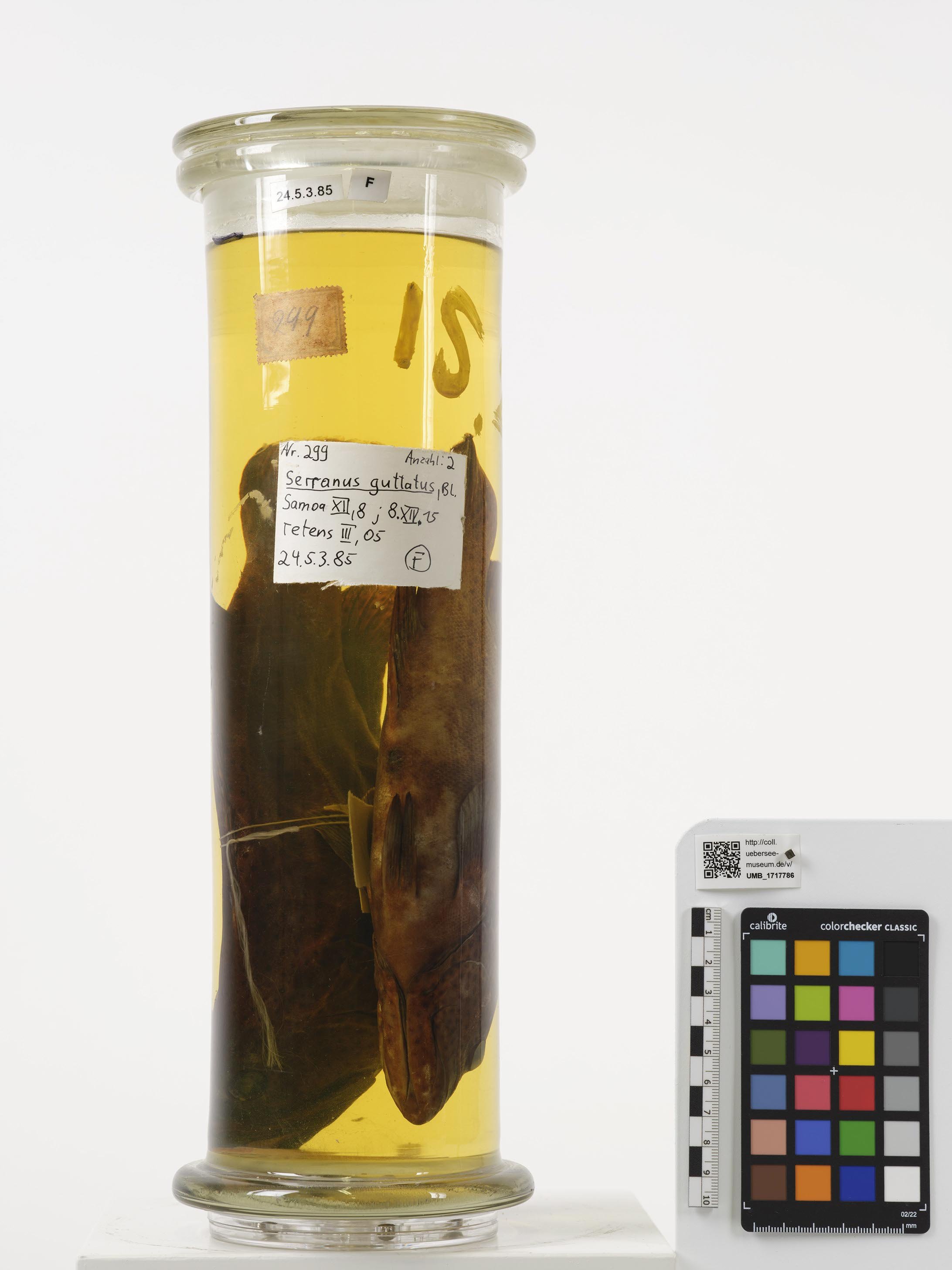 UMB_1717786 | Cephalopholis taeniops | ganzer Organismus (Übersee-Museum Bremen CC BY-NC-SA)