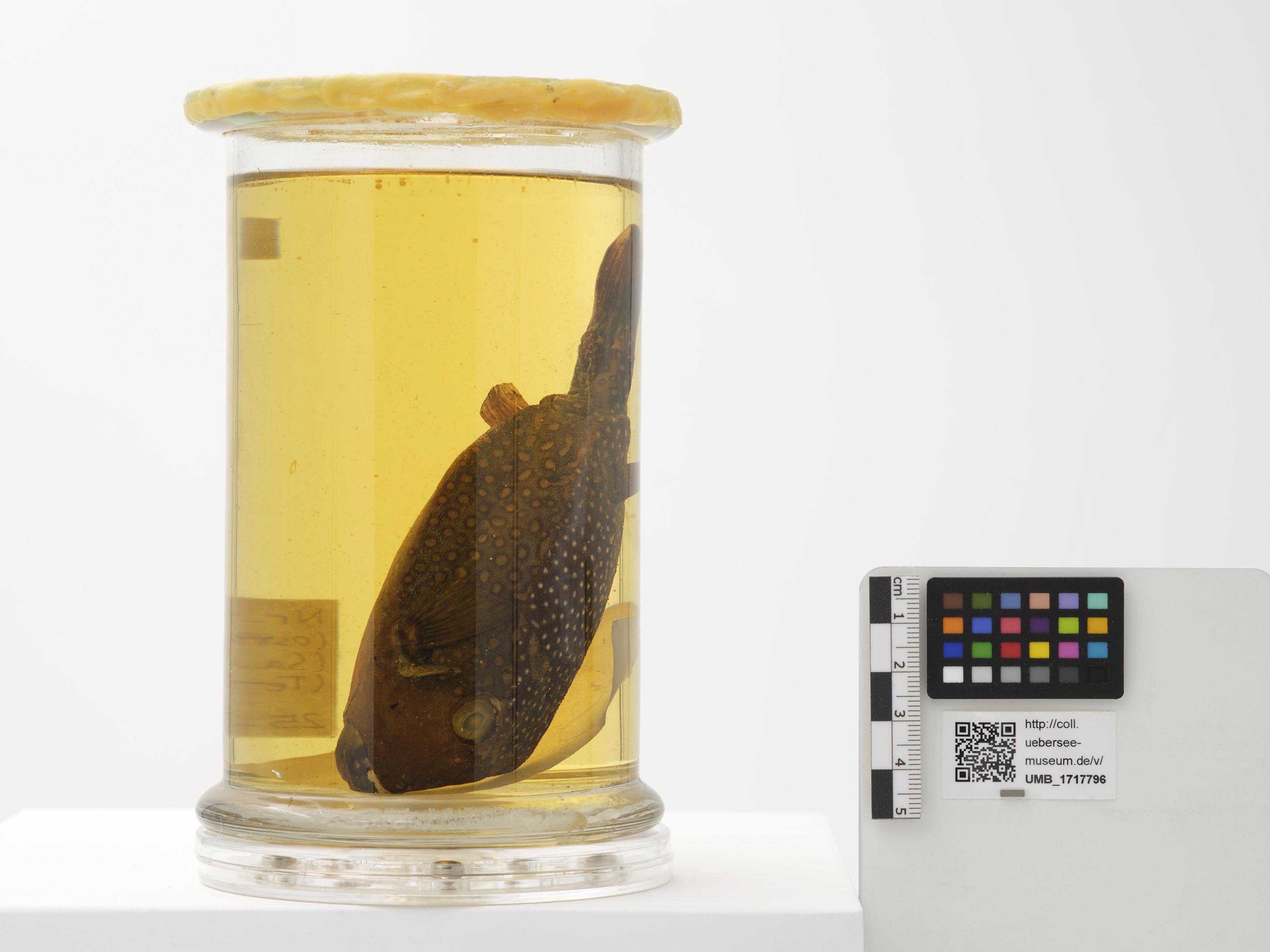 UMB_1717796 | Ostracion meleagris | ganzer Organismus (Übersee-Museum Bremen CC BY-NC-SA)