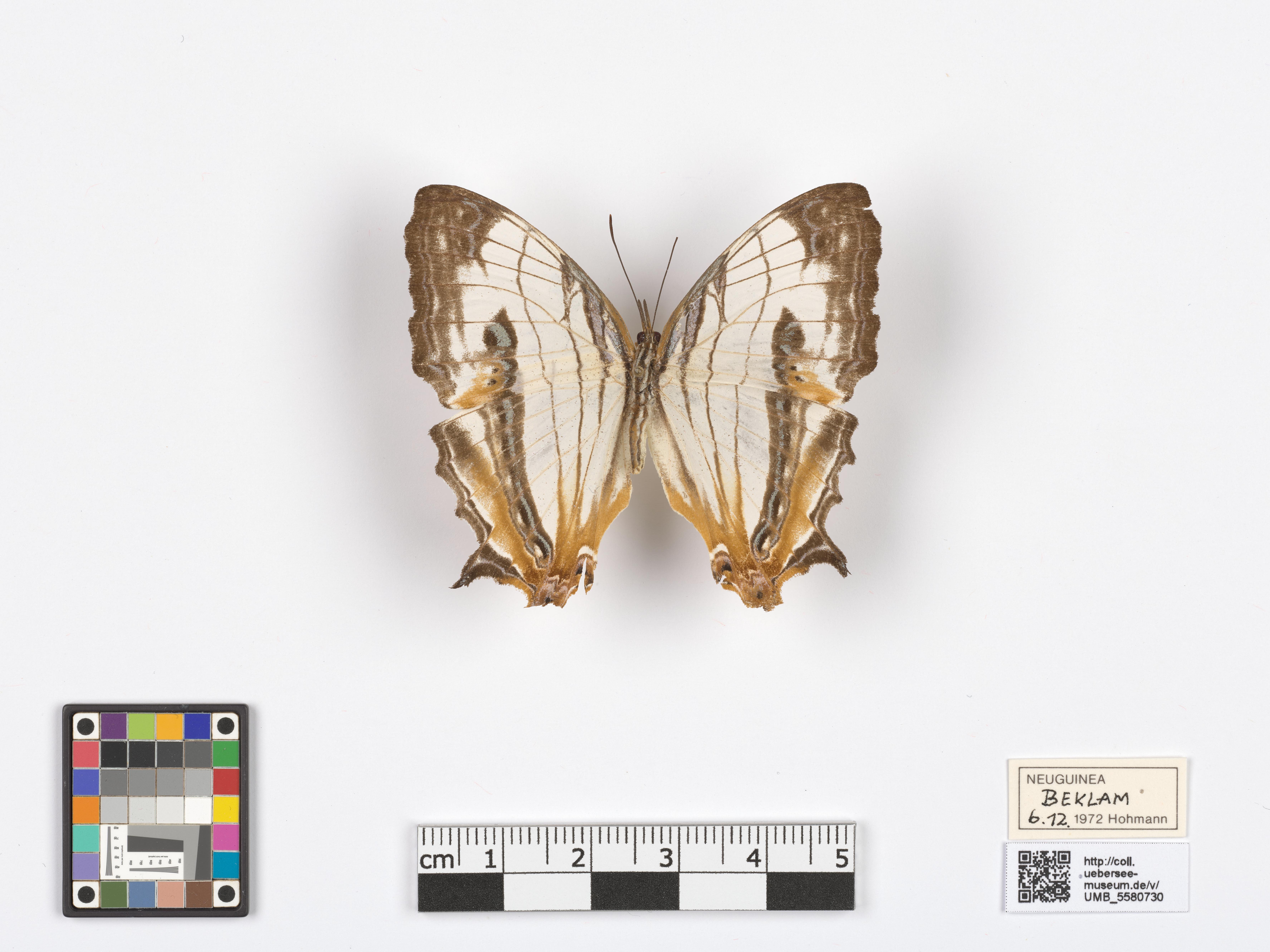 UMB_5580830 | Prothoe australis | genadeltes Objekt (Übersee-Museum Bremen CC BY-NC-SA)