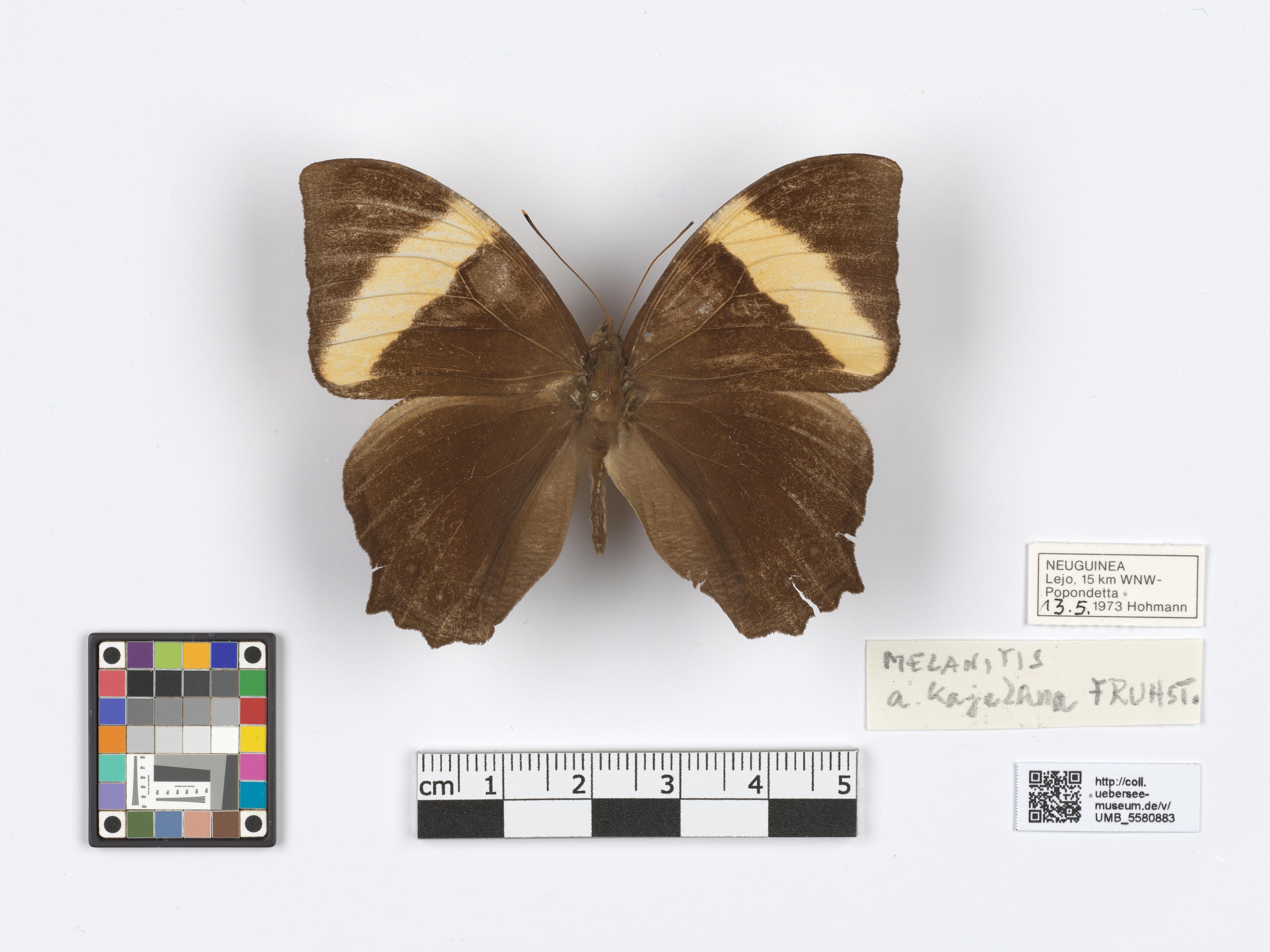 UMB_5580883 | Melanitis amabilis | genadeltes Objekt (Übersee-Museum Bremen CC BY-NC-SA)