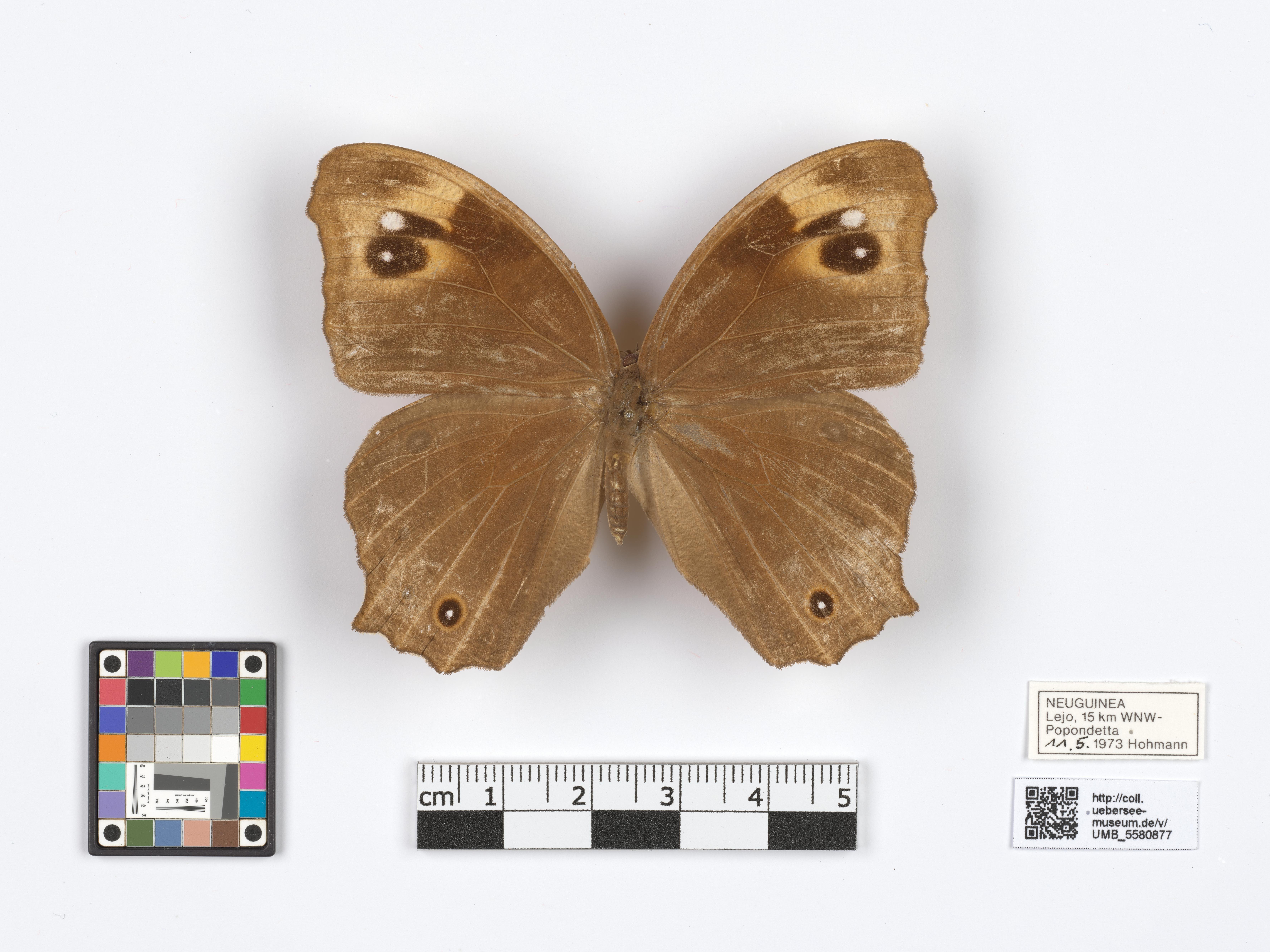 UMB_5580877 | Melanitis leda | genadeltes Objekt (Übersee-Museum Bremen CC BY-NC-SA)