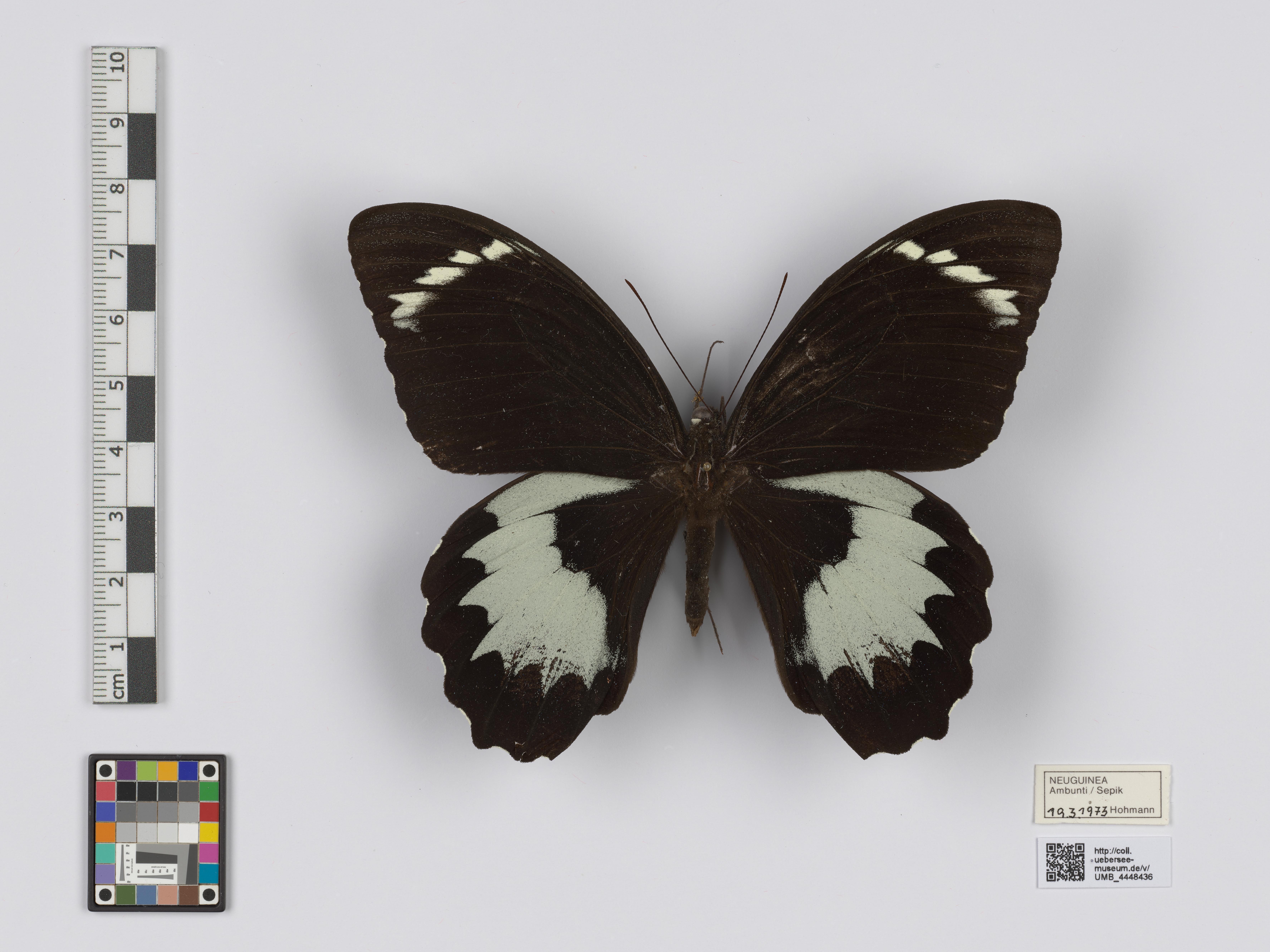 UMB_4448436 | Papilio aegeus ormenus | genadeltes Objekt (Übersee-Museum Bremen CC BY-NC-SA)