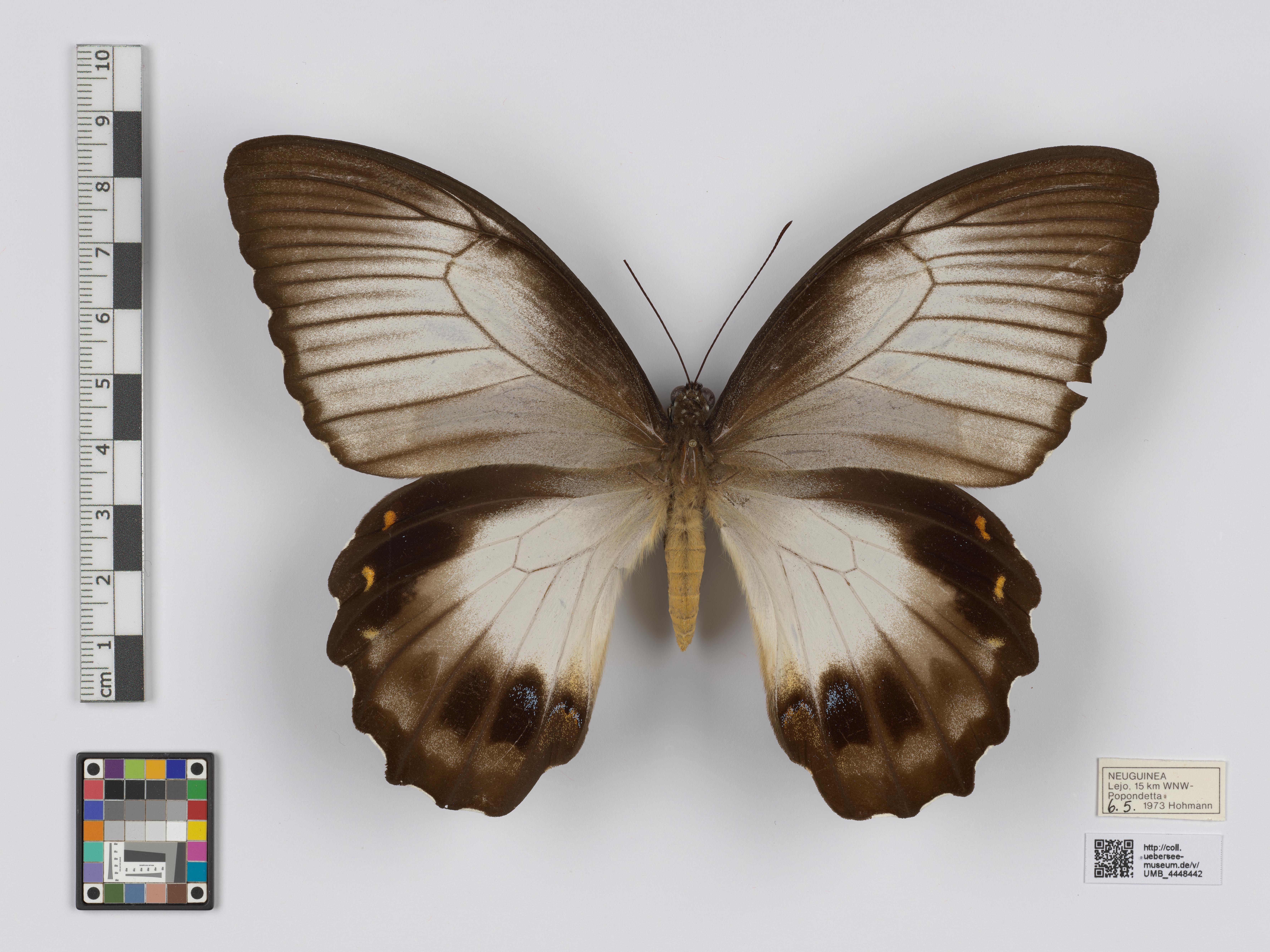 UMB_4448442 | Papilio aegeus ormenus | genadeltes Objekt (Übersee-Museum Bremen CC BY-NC-SA)