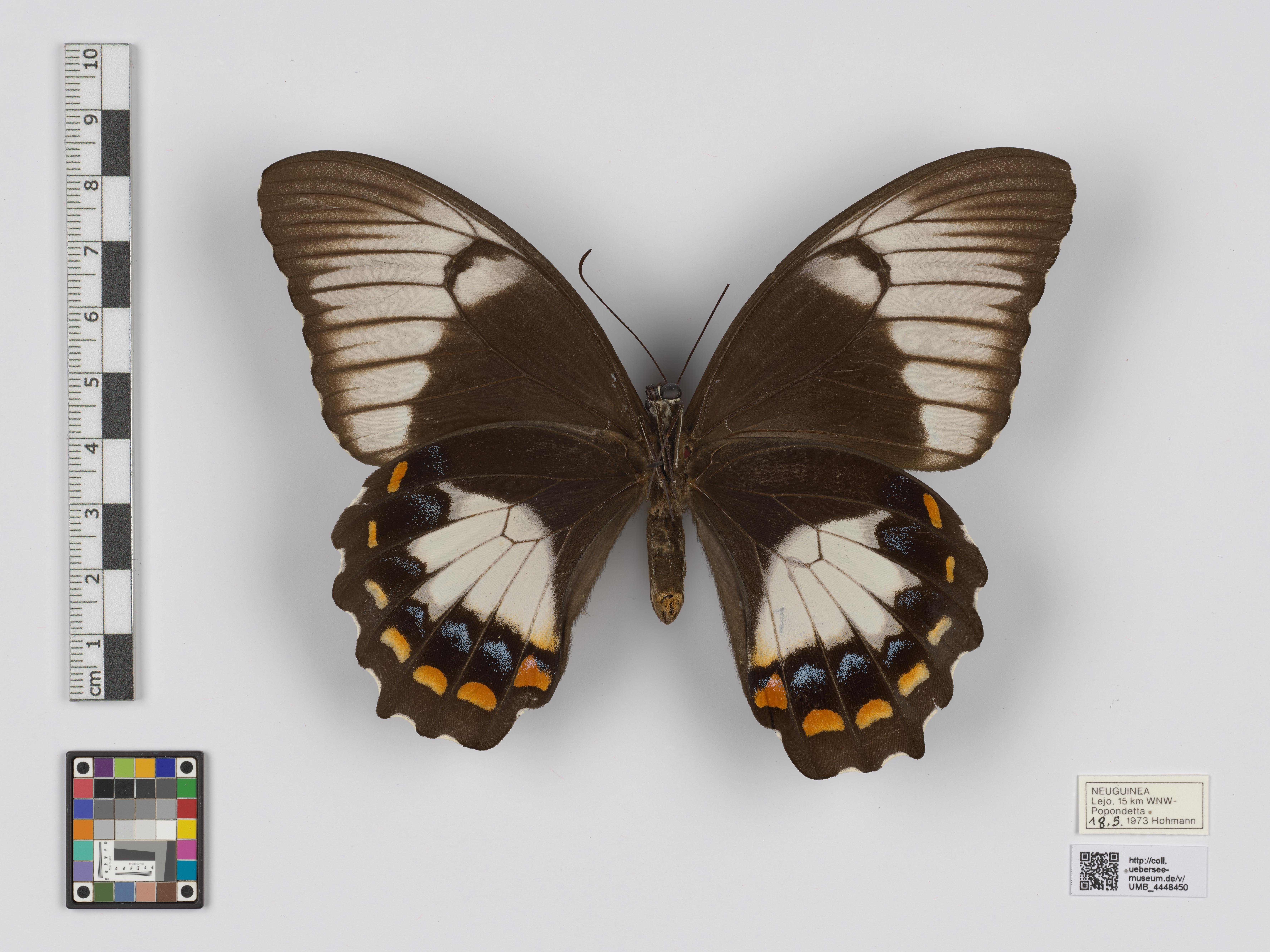 UMB_4448450 | Papilio aegeus ormenus | genadeltes Objekt (Übersee-Museum Bremen CC BY-NC-SA)