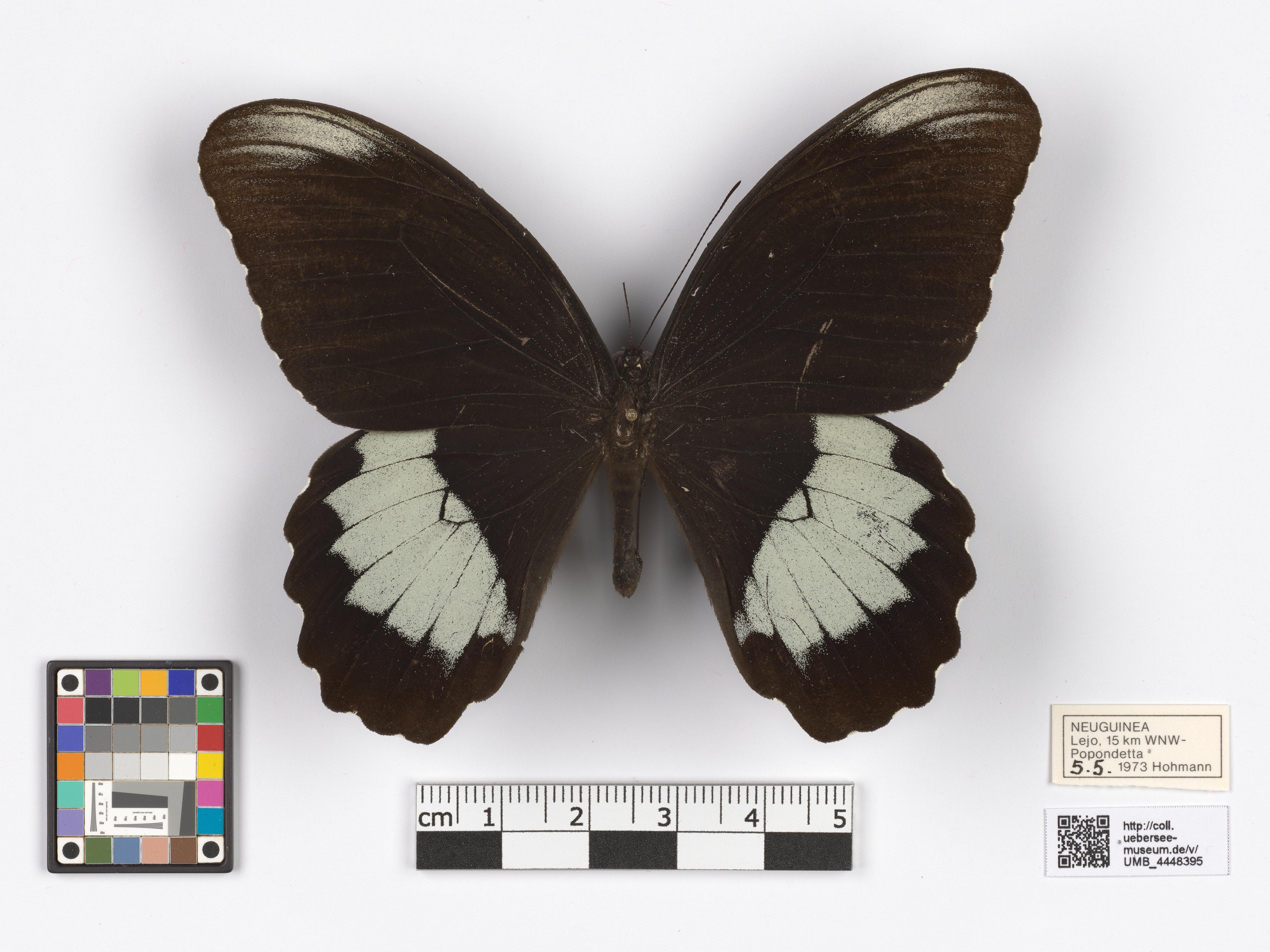 UMB_4448395 | Papilio ambrax | genadeltes Objekt (Übersee-Museum Bremen CC BY-NC-SA)
