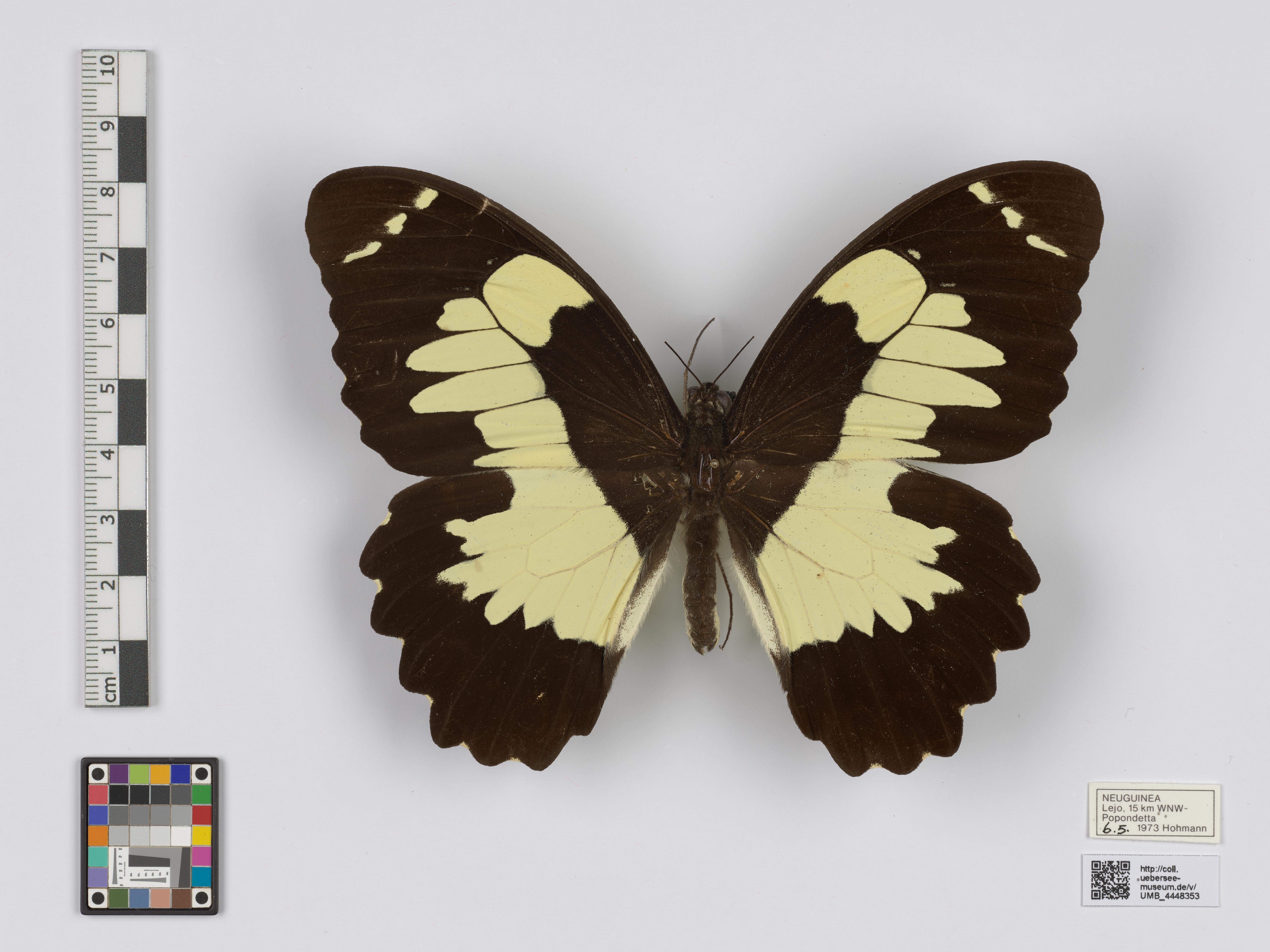UMB_4448353 | Papilio euchenor | genadeltes Objekt (Übersee-Museum Bremen CC BY-NC-SA)