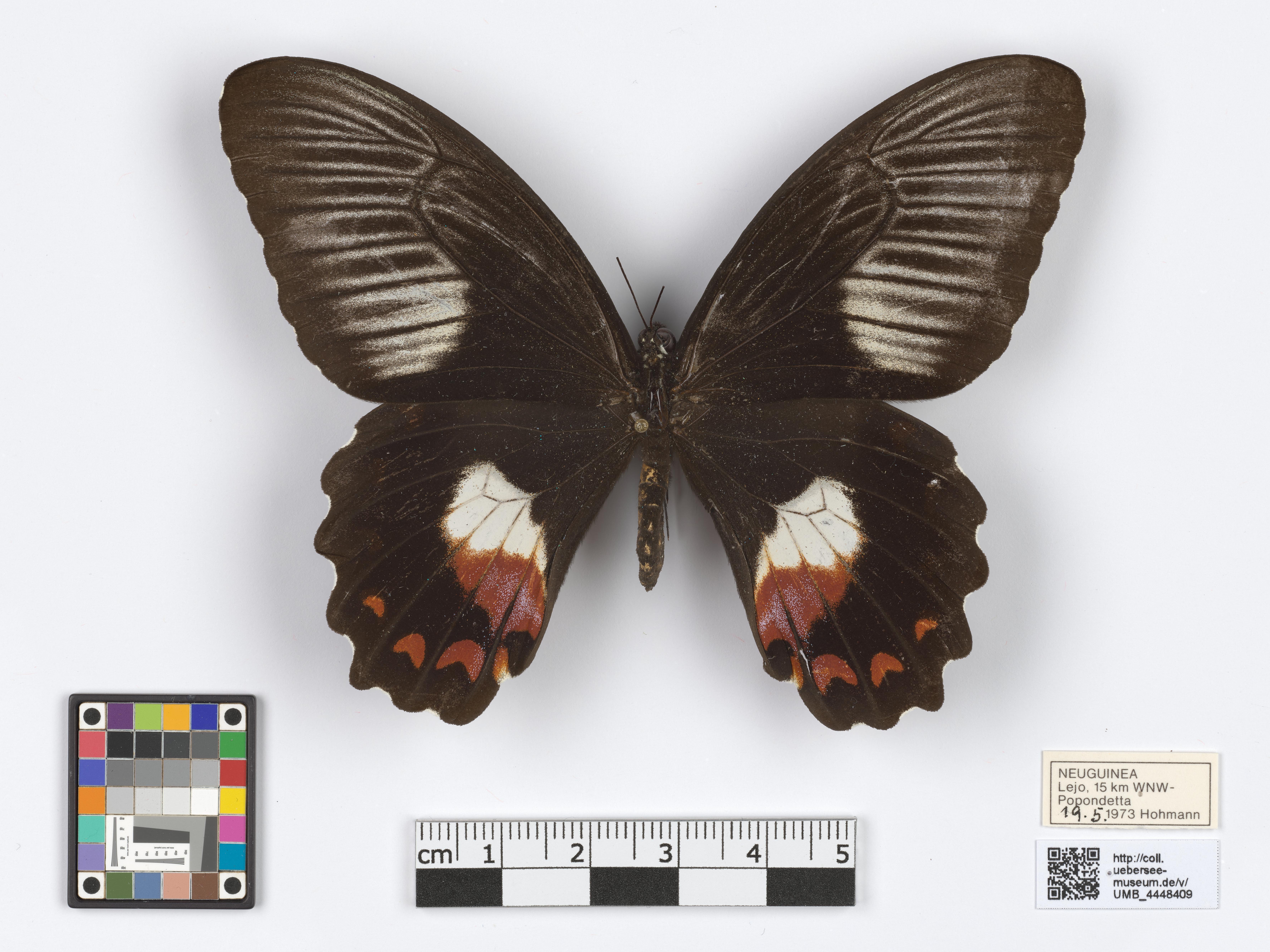 UMB_4448409 | Papilio polytes | genadeltes Objekt (Übersee-Museum Bremen CC BY-NC-SA)
