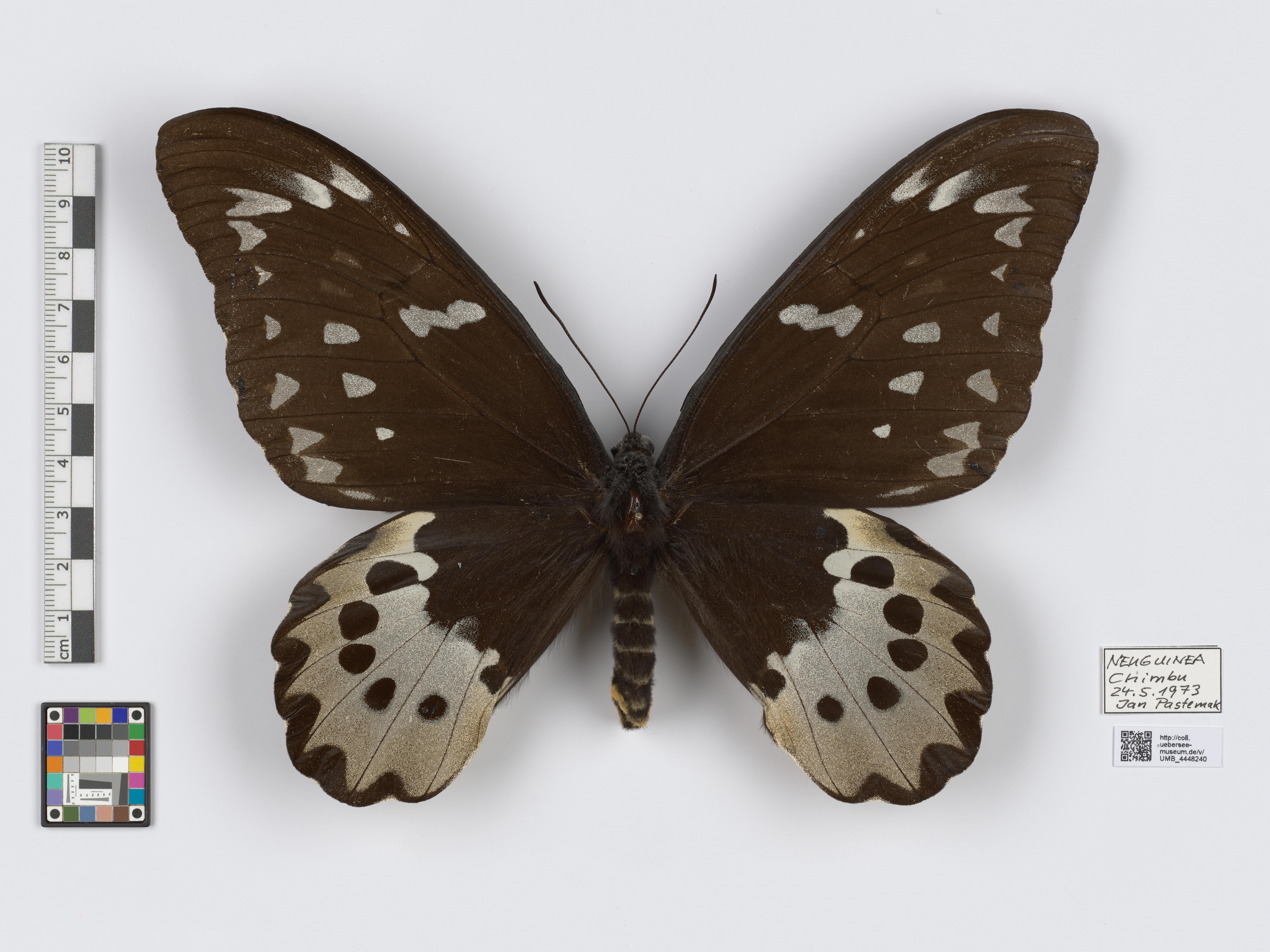 UMB_4448240 | Ornithoptera chimaera | genadeltes Objekt (Übersee-Museum Bremen CC BY-NC-SA)