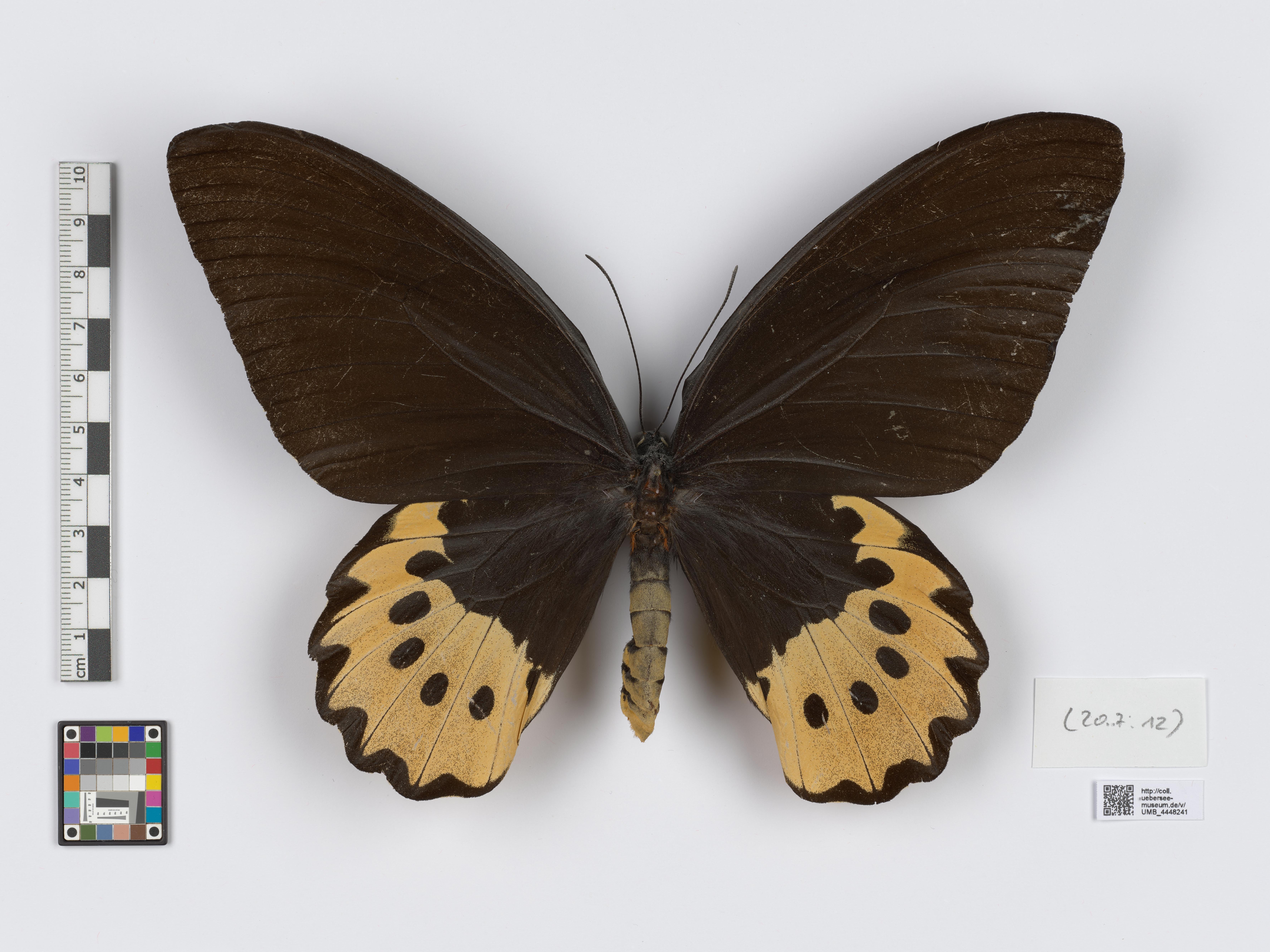 UMB_4448241 | Ornithoptera goliath | genadeltes Objekt (Übersee-Museum Bremen CC BY-NC-SA)