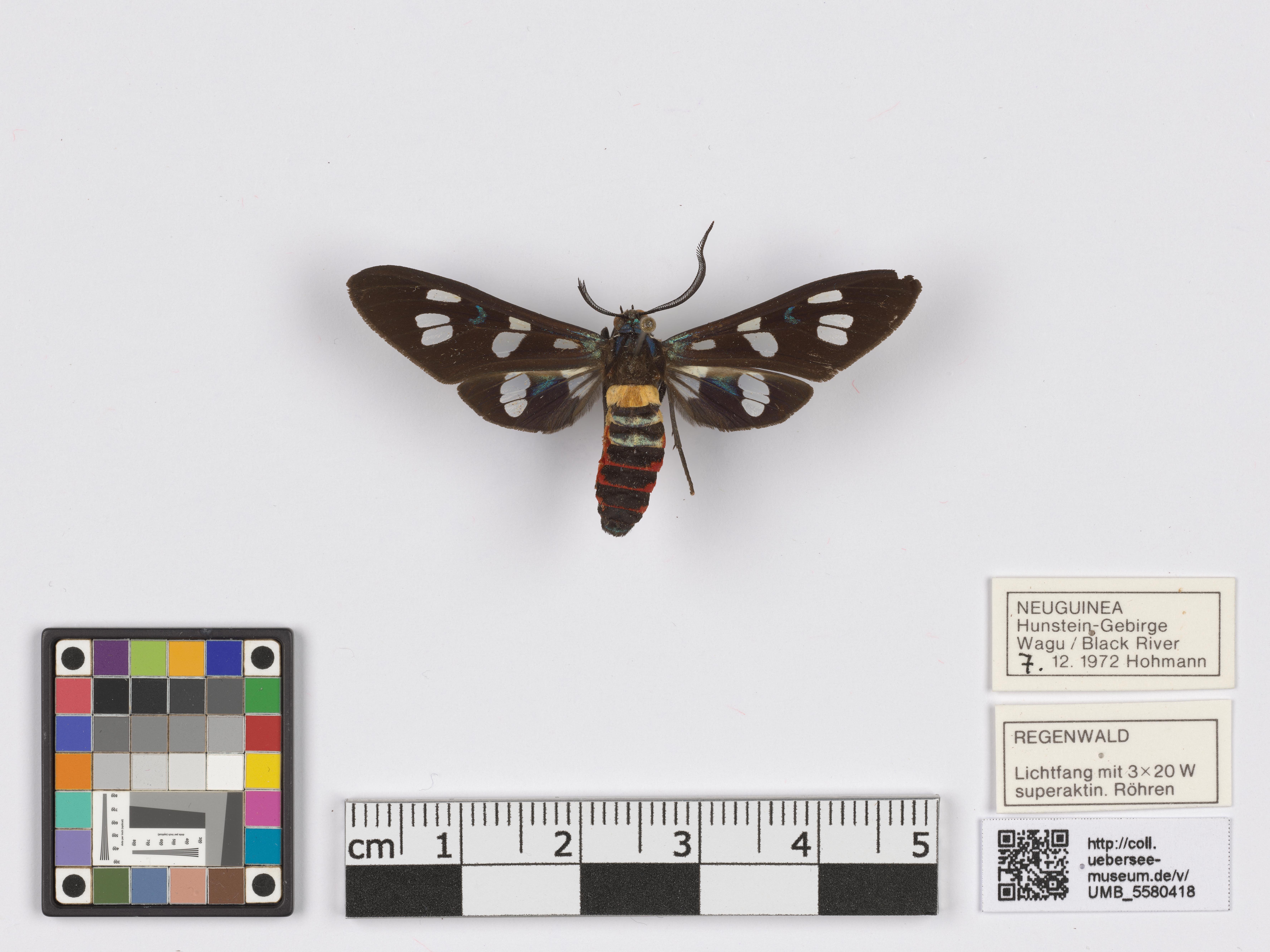 UMB_5580418 | Euchromia neglecta Rothschild, 1911 | genadeltes Objekt (Übersee-Museum Bremen CC BY-NC-SA)