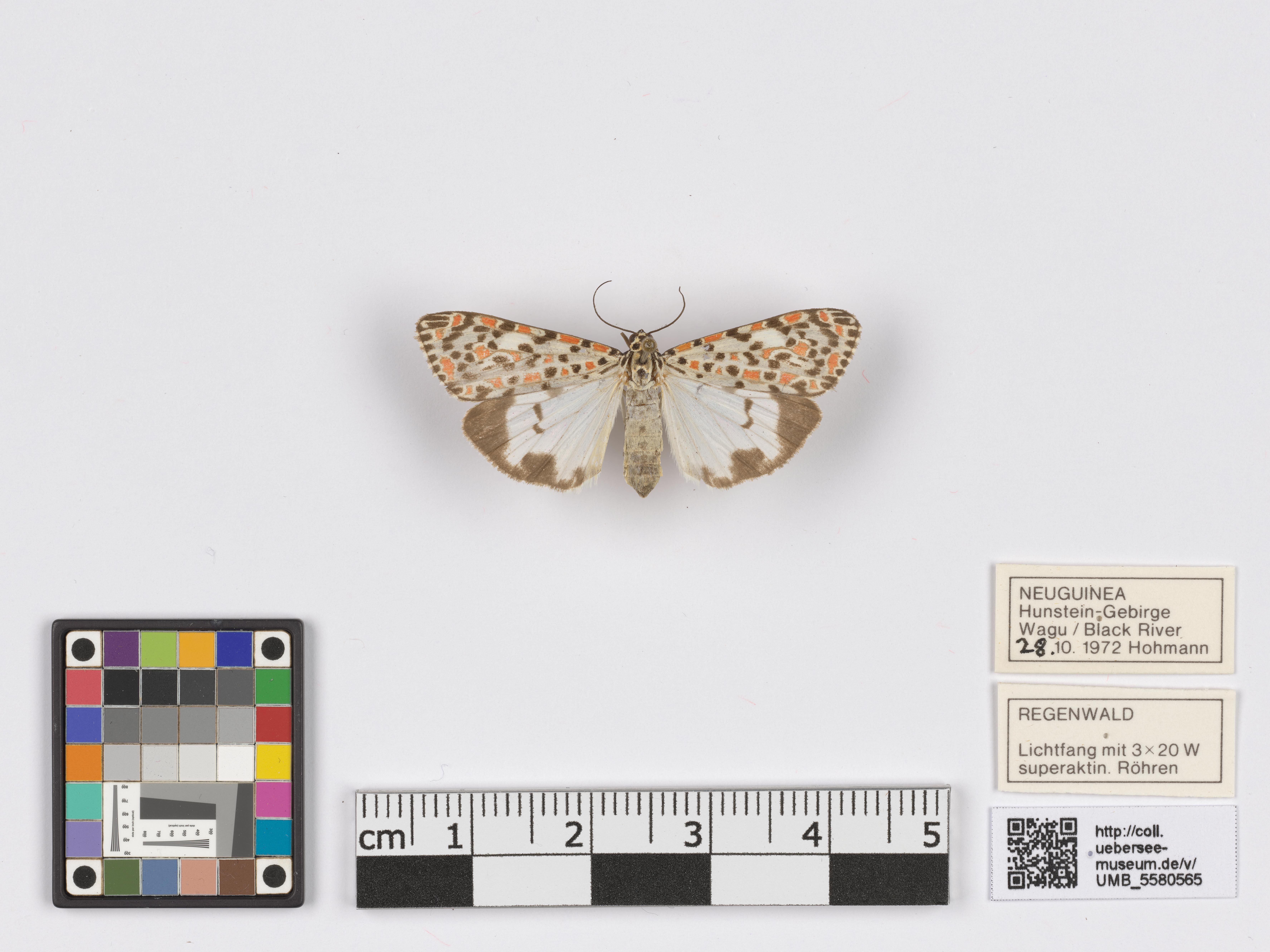 UMB_5580565 | Utetheisa pulchelloides marshallorum | genadeltes Objekt (Übersee-Museum Bremen CC BY-NC-SA)