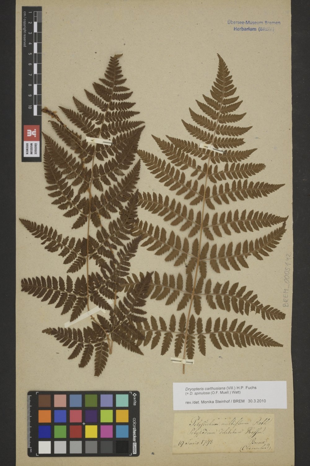 BREM_0005142 | Dryopteris carthusiana, Gewöhnlicher Dornfarn | Blatt (Wedel) (Übersee-Museum Bremen CC BY-SA)