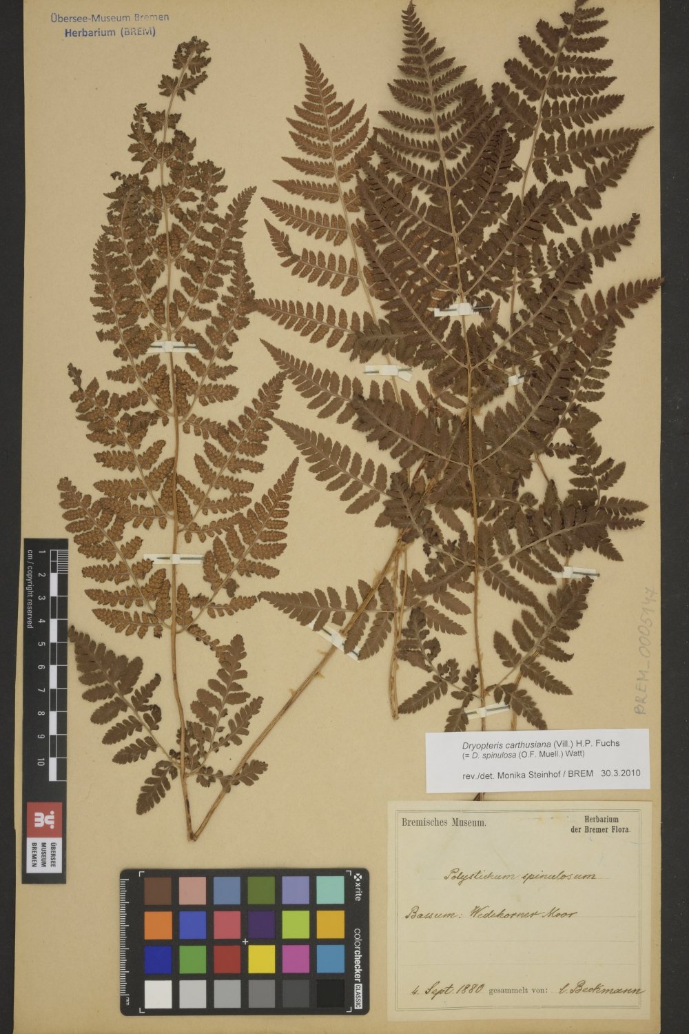 BREM_0005147 | Dryopteris carthusiana, Gewöhnlicher Dornfarn | Blatt (Wedel) (Übersee-Museum Bremen CC BY-SA)