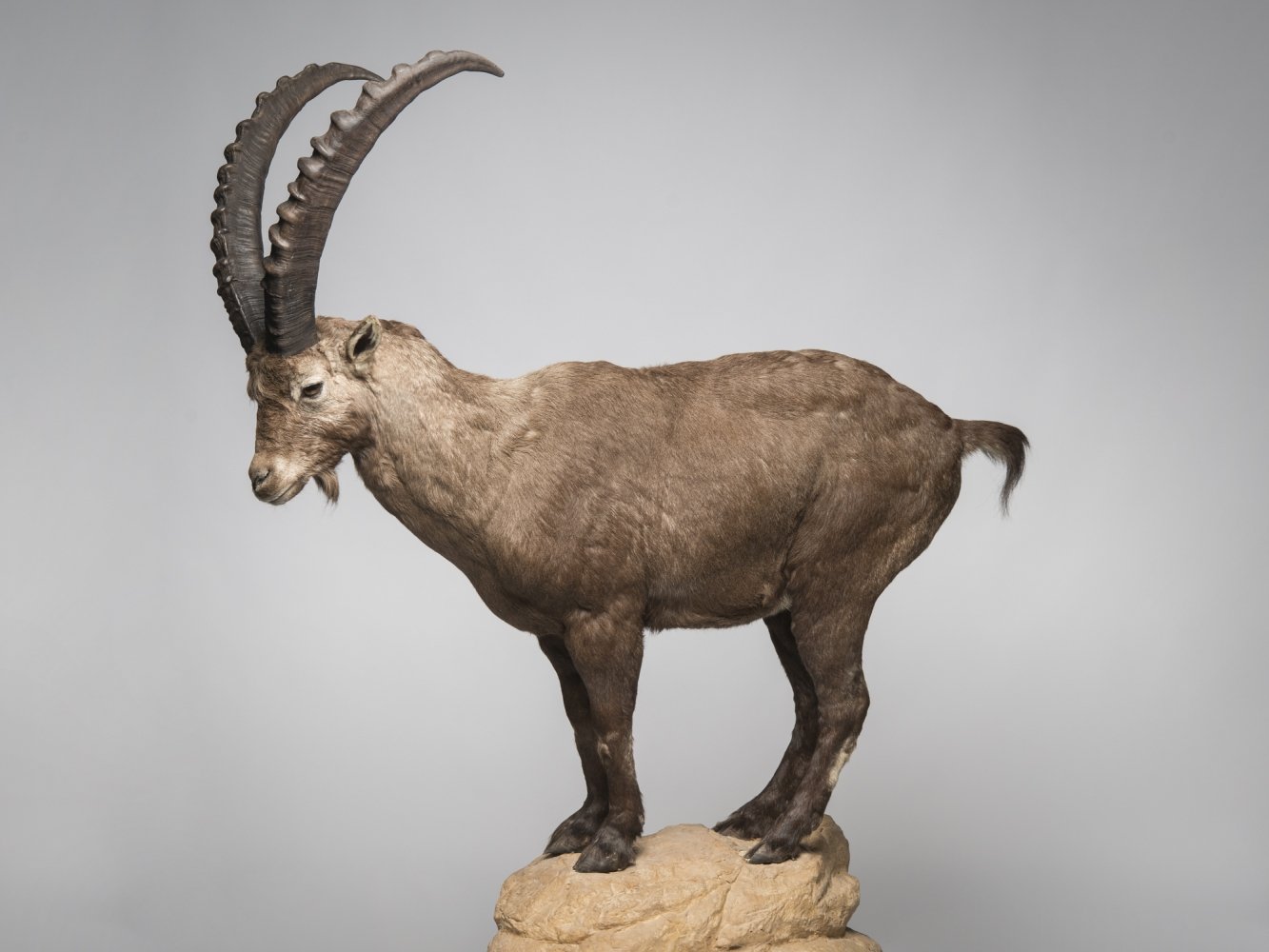 UMB_0002016 | Capra ibex, Alpensteinbock | Fell (Übersee-Museum Bremen CC BY-SA)