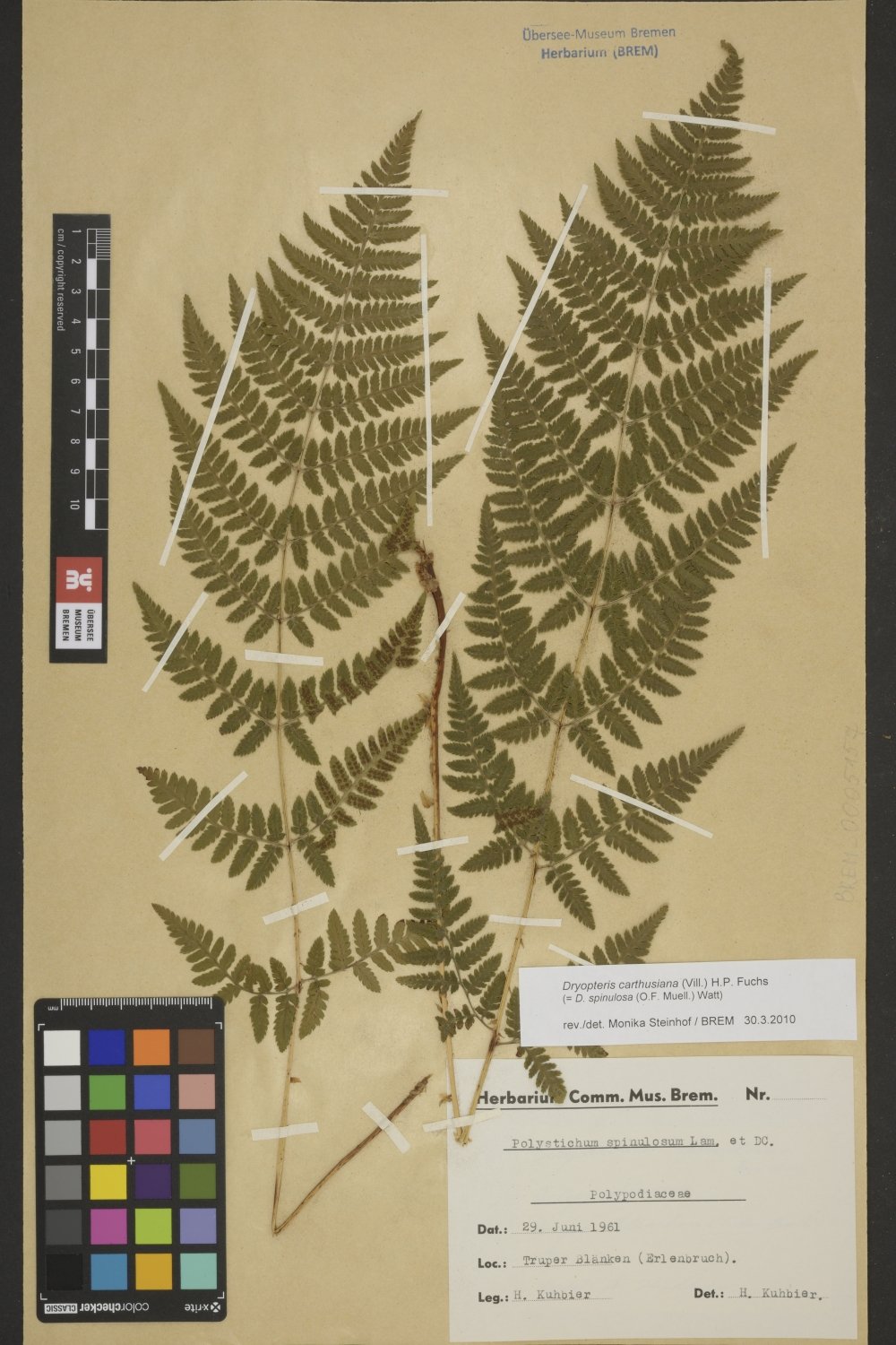 BREM_0005157 | Dryopteris carthusiana, Gewöhnlicher Dornfarn | Blatt (Wedel) (Übersee-Museum Bremen CC BY-SA)