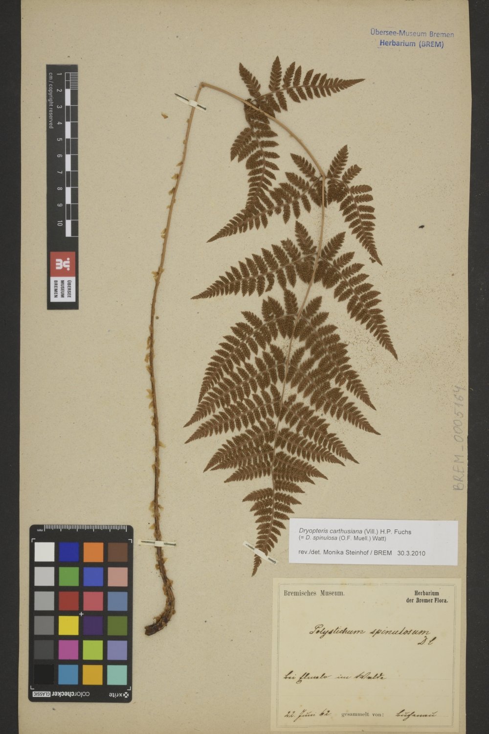 BREM_0005164 | Dryopteris carthusiana, Gewöhnlicher Dornfarn | Blatt (Wedel) (Übersee-Museum Bremen CC BY-SA)