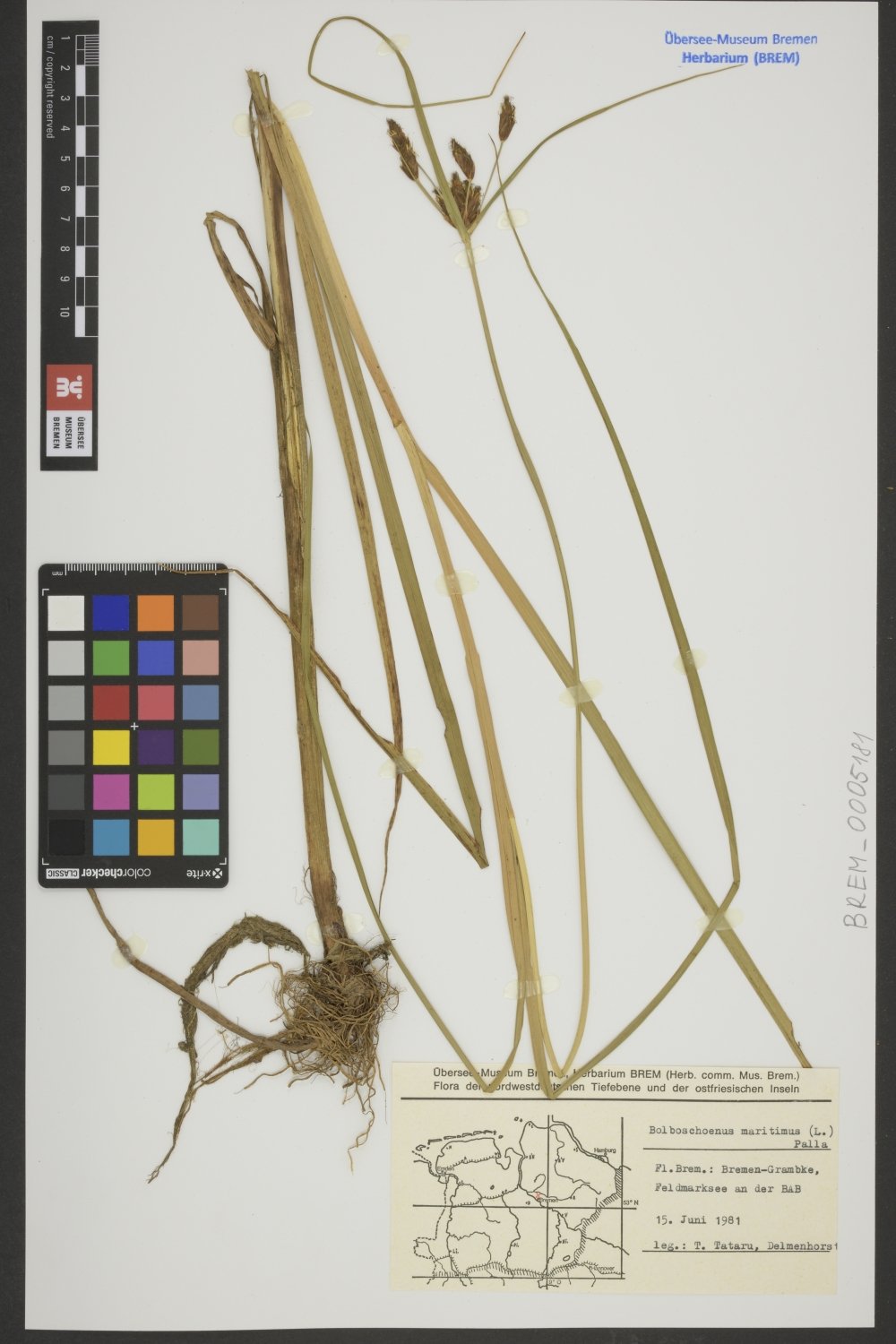 BREM_0005181 | Bolboschoenus maritimus, Gemeine Strandsimse | ganze Pflanze (Übersee-Museum Bremen CC BY-SA)