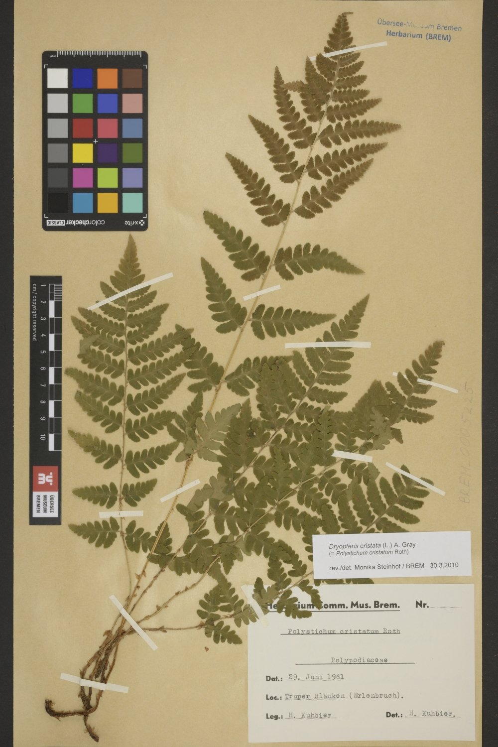 BREM_0005225 | Dryopteris cristata, Kamm-Wurmfarn | Blatt (Wedel) (Übersee-Museum Bremen CC BY-SA)